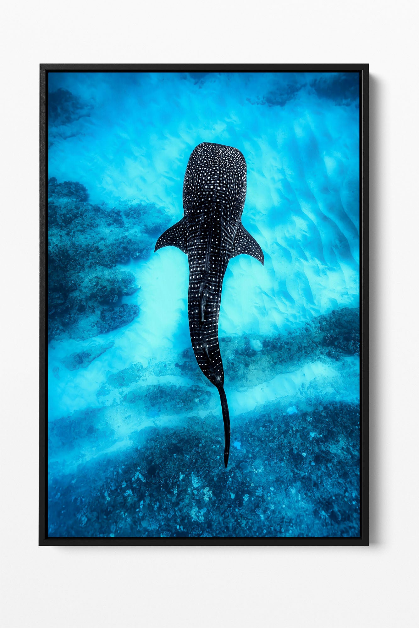 Whale Shark Over The Reef | Ningaloo Reef