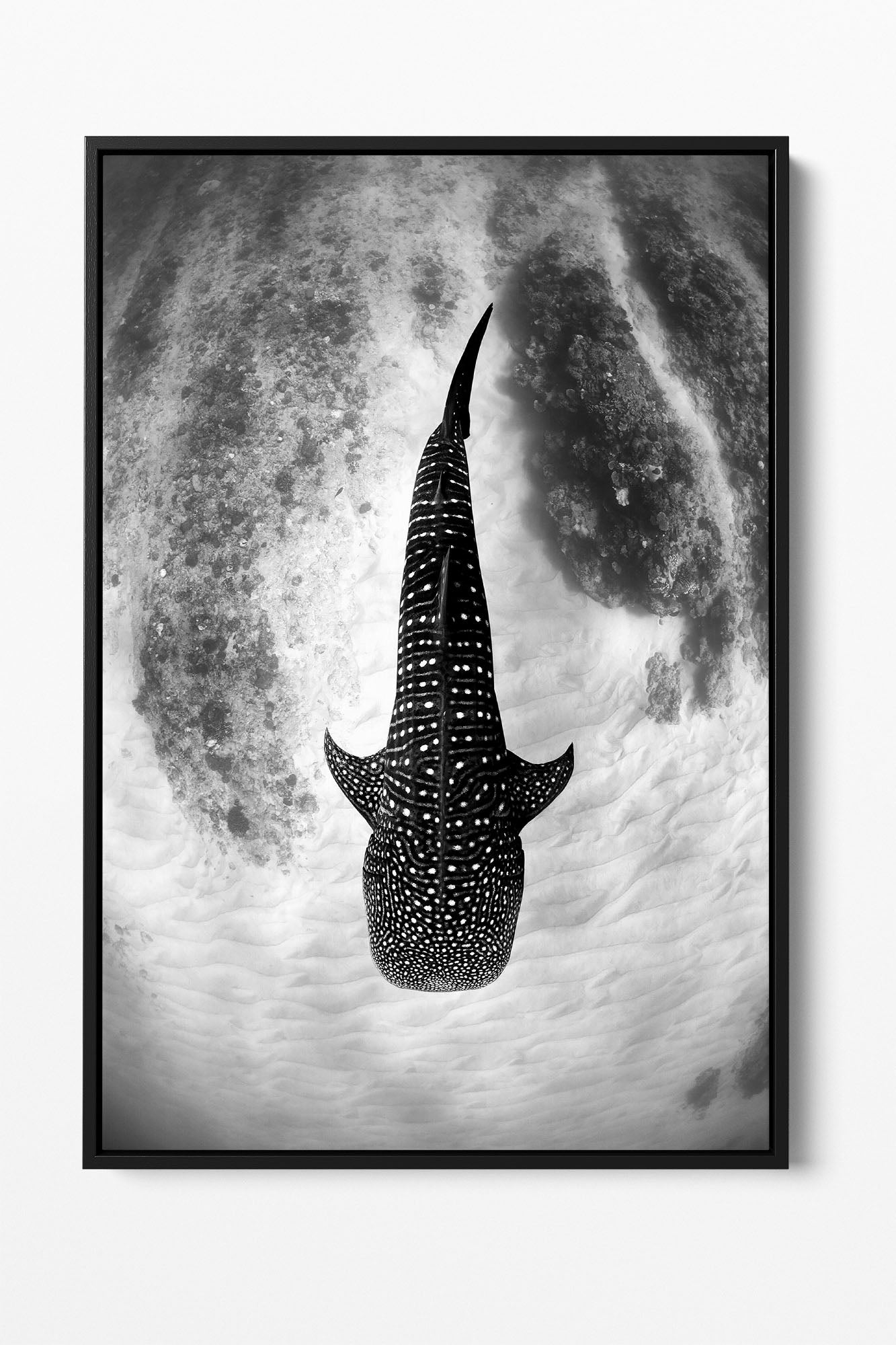 Whale Shark Glide Monochrome | Ningaloo Reef