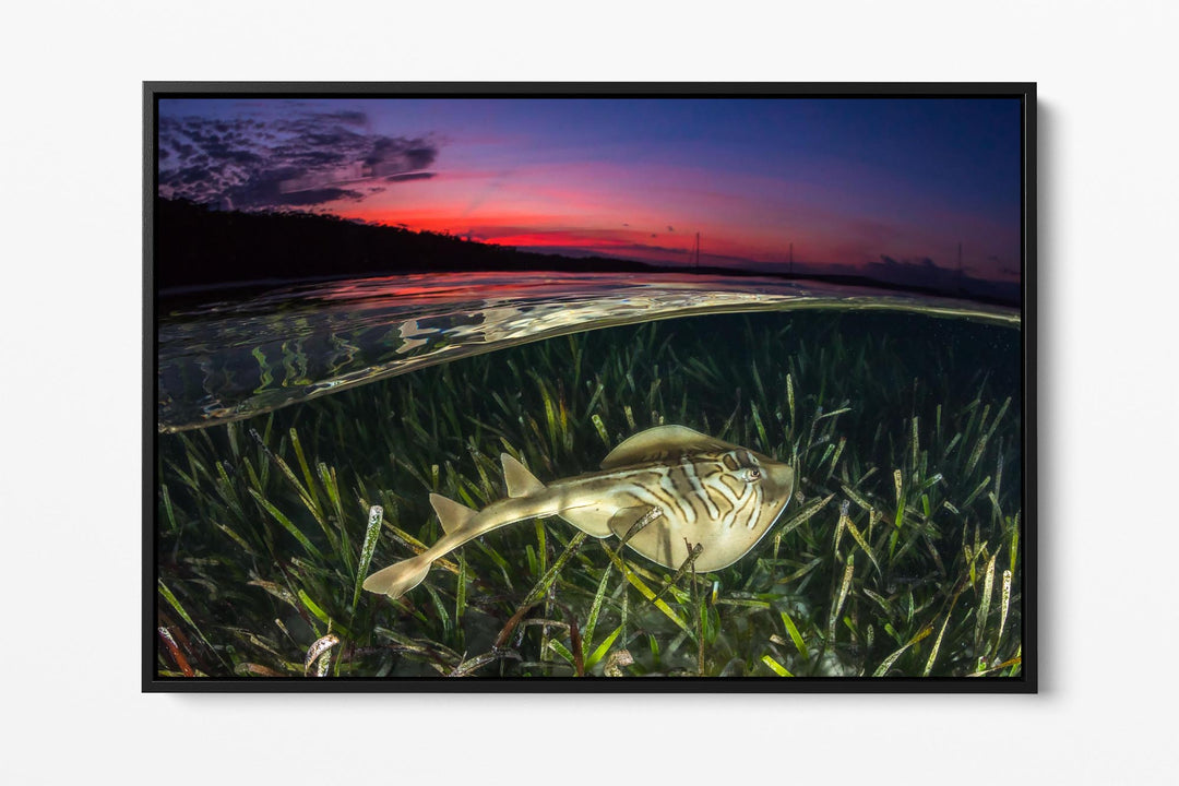 Eastern Fiddler Ray (Banjo Shark / Ray) Print | Jervis Bay Photography ...