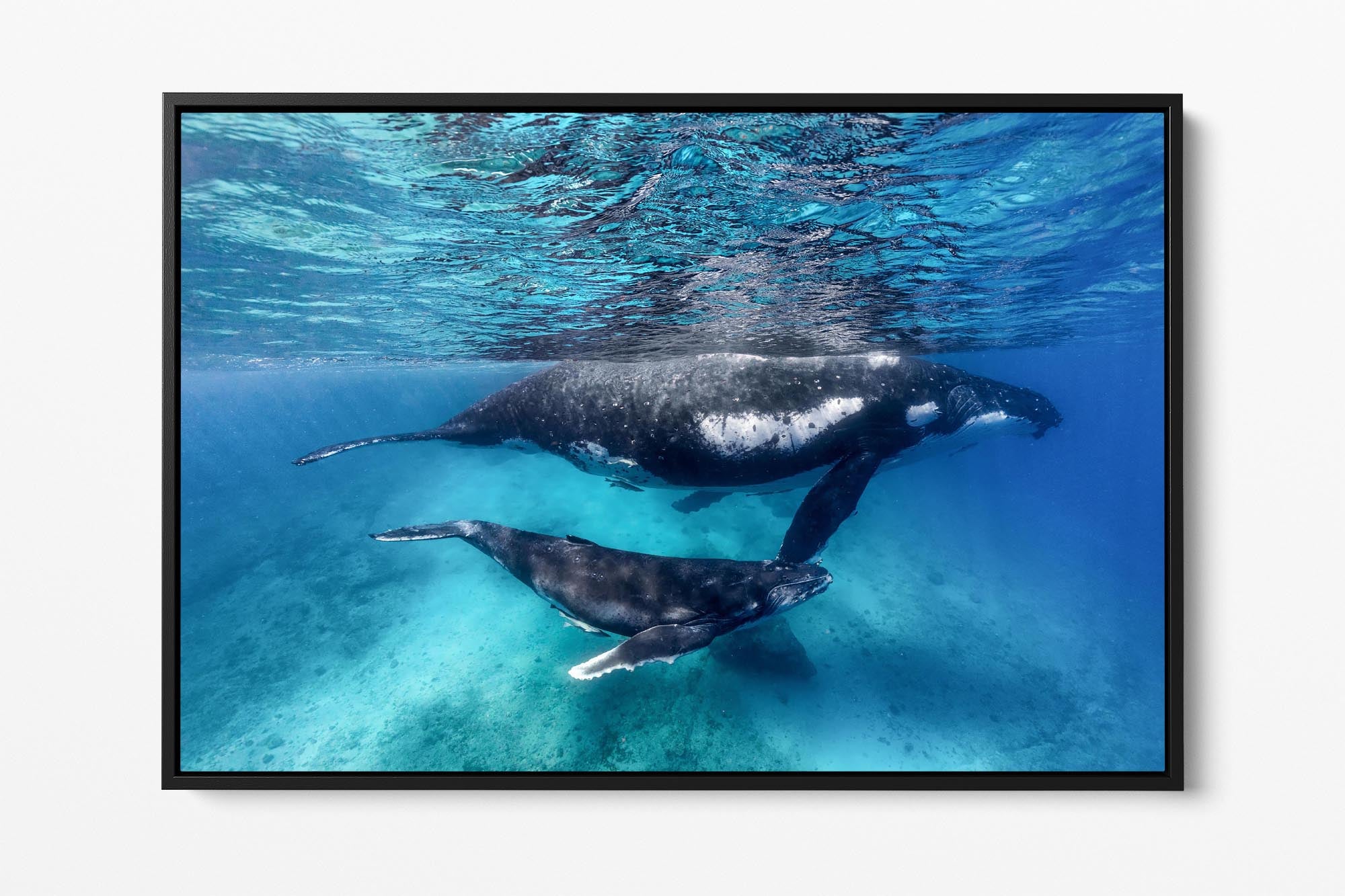 Humpback Whale Clarity
