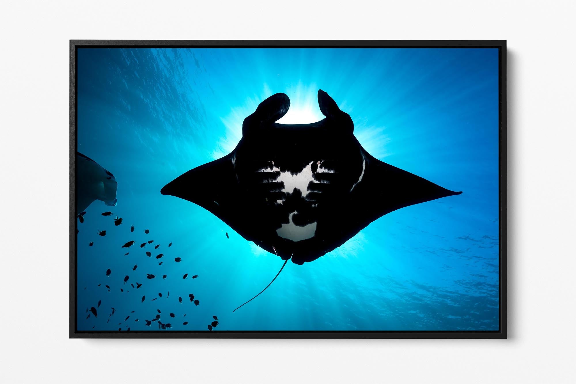 Manta Ray Eclipse Great Barrier Reef