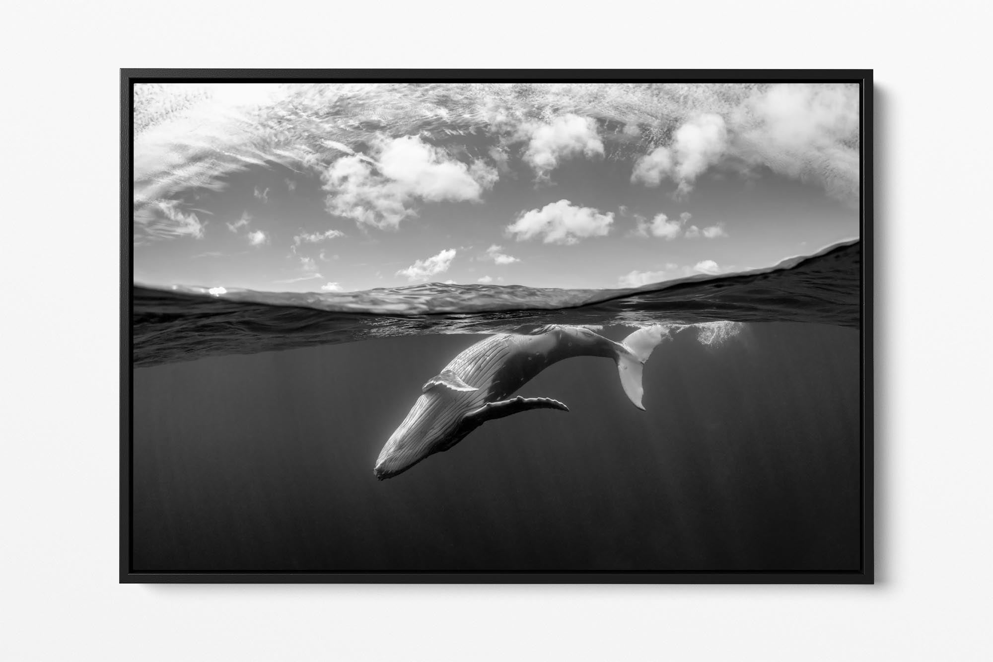 Over Under Whale Monochrome