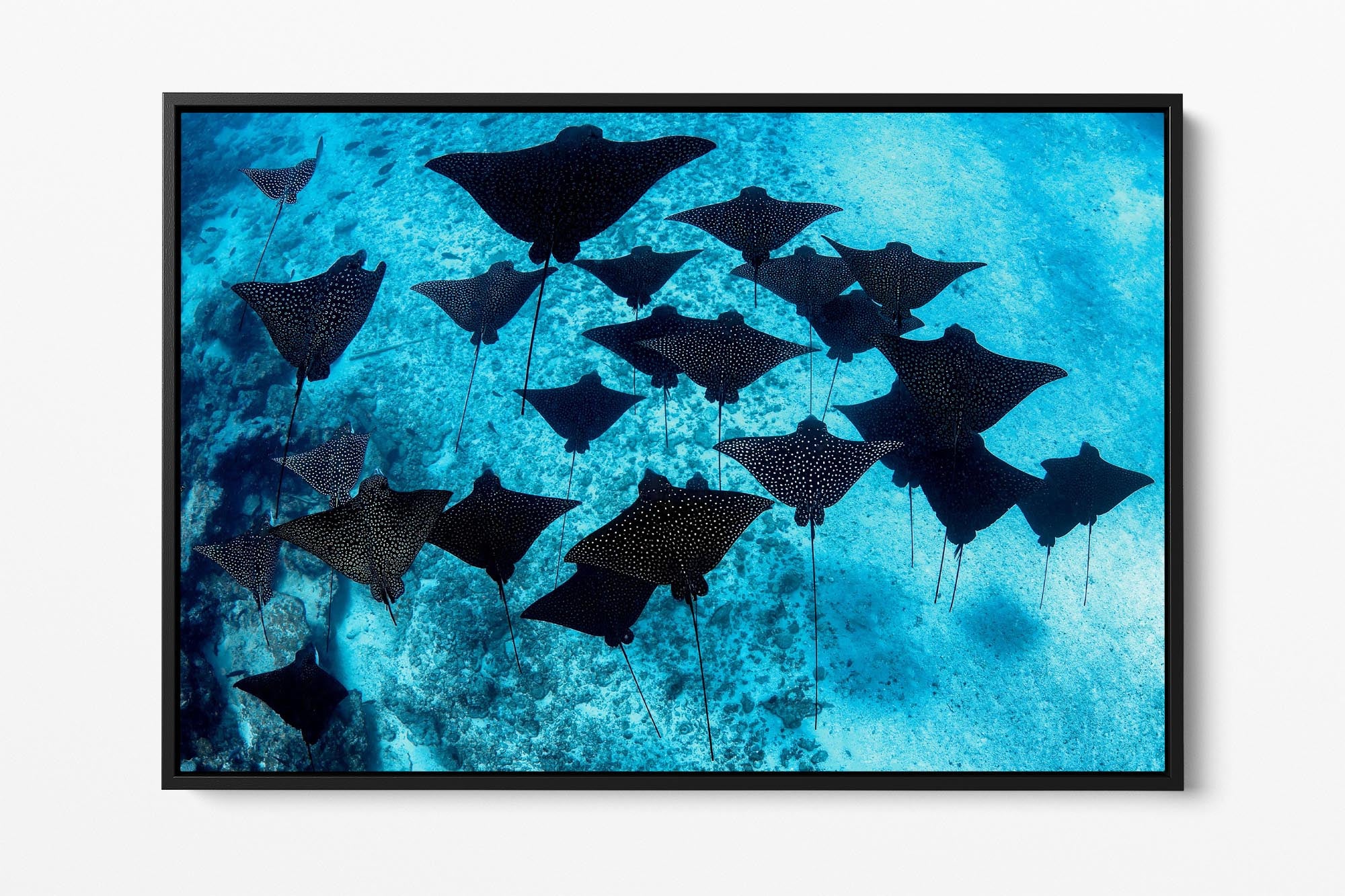 Spotted Eagle Rays French Polynesia