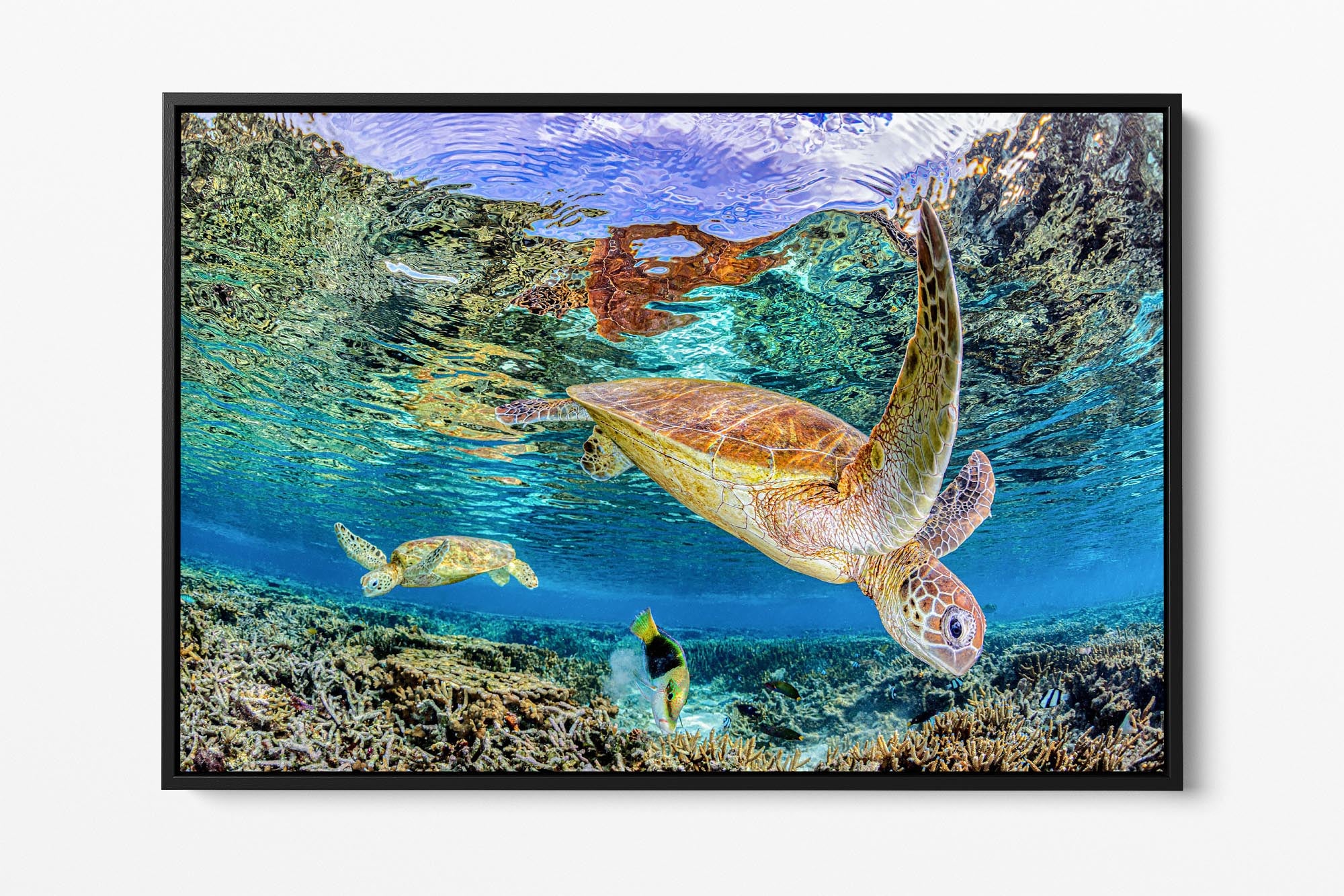Turtle Reef Clarity