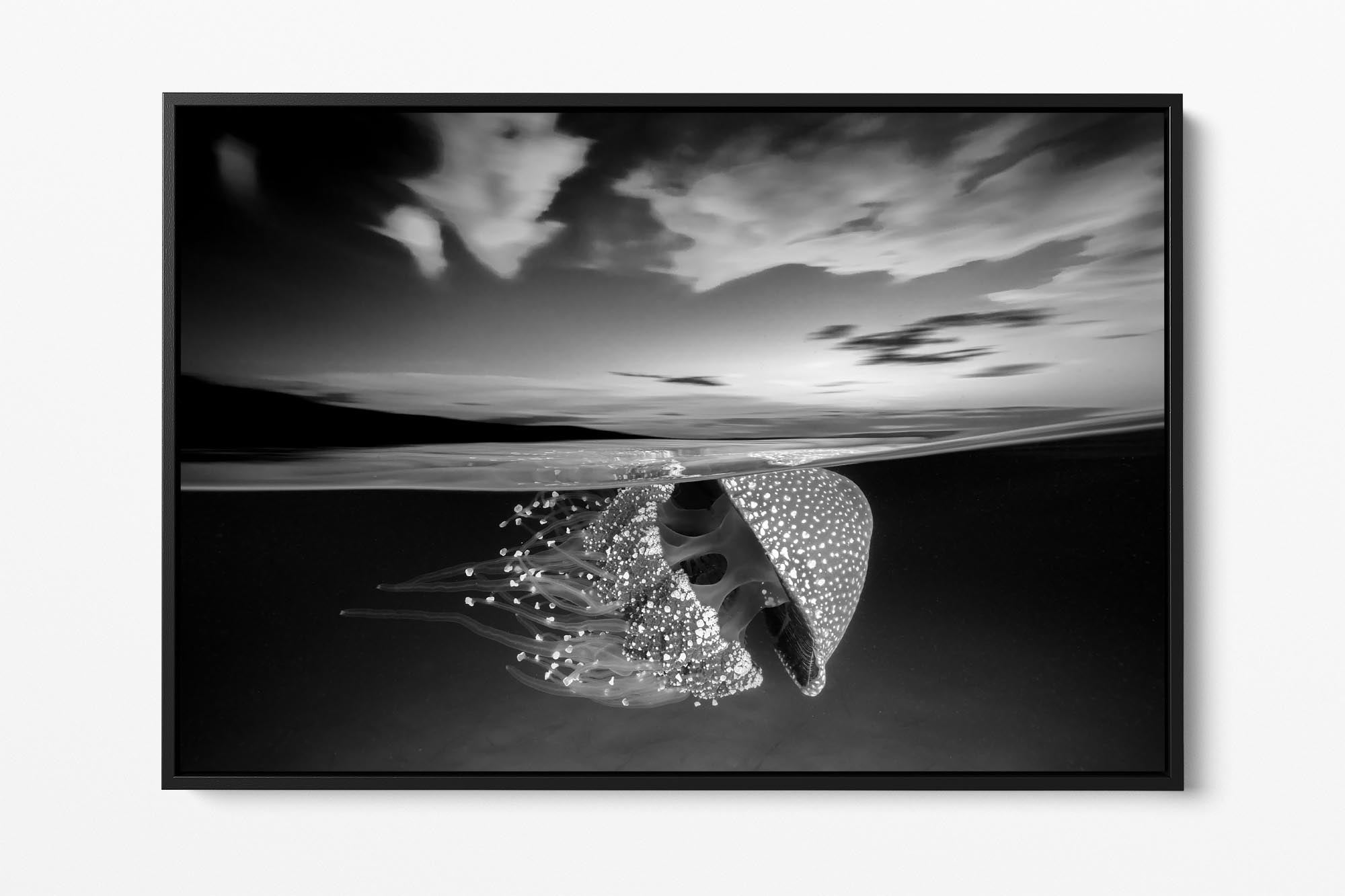 White Spotted Jellyfish Sunset | Monochrome