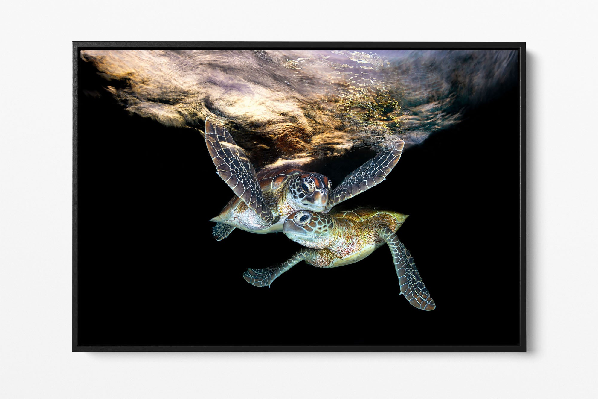 Double Trouble | Great Barrier Reef