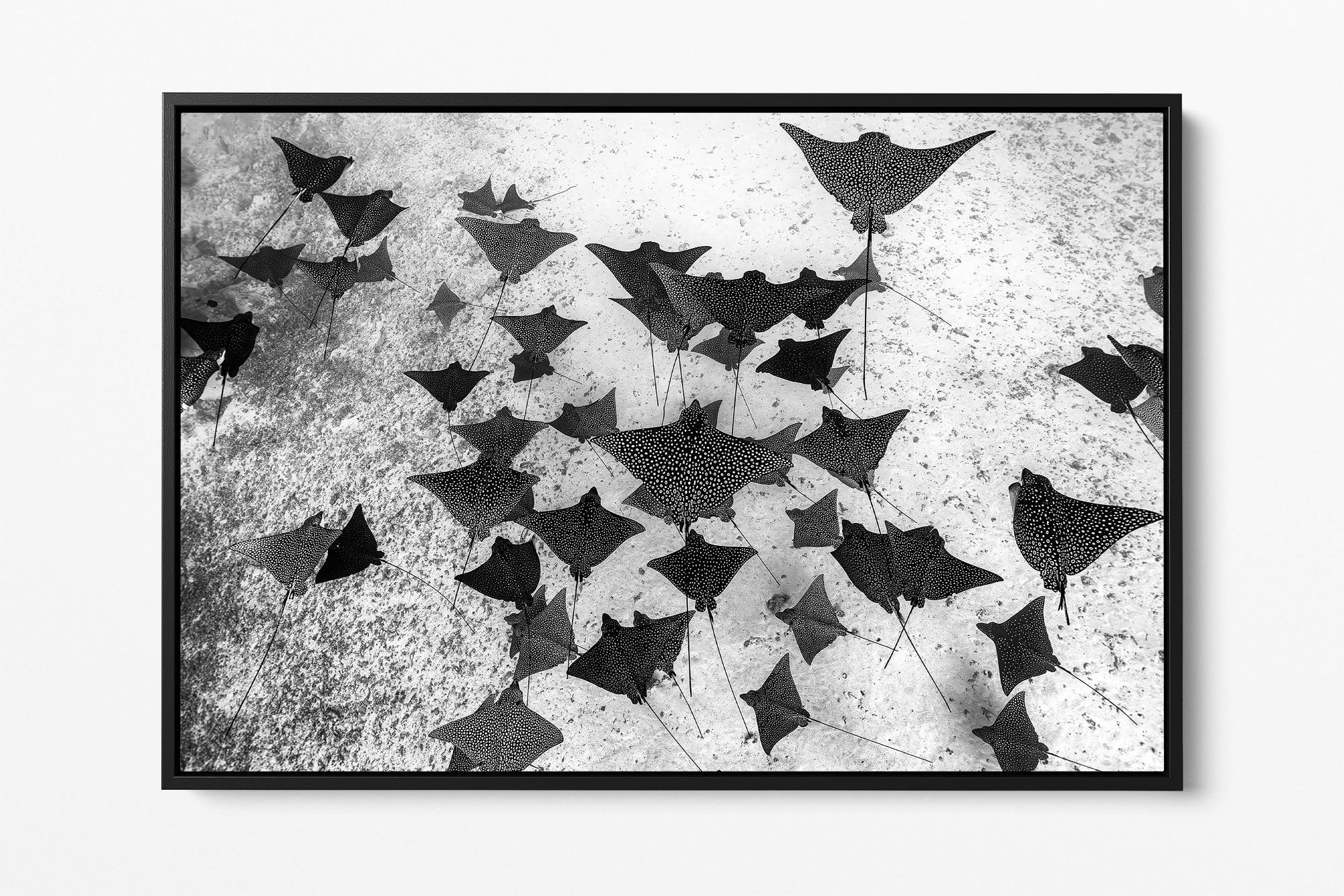 Spotted Eagle Ray Fever Monochrome