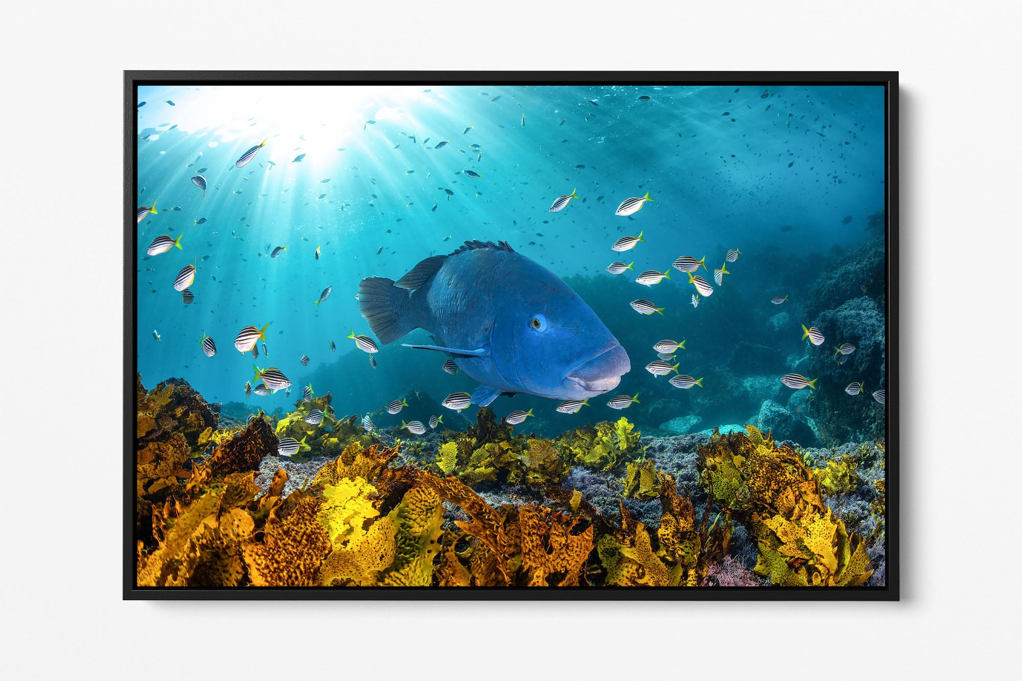 Blue Groper | Great Southern Reef | Jervis Bay