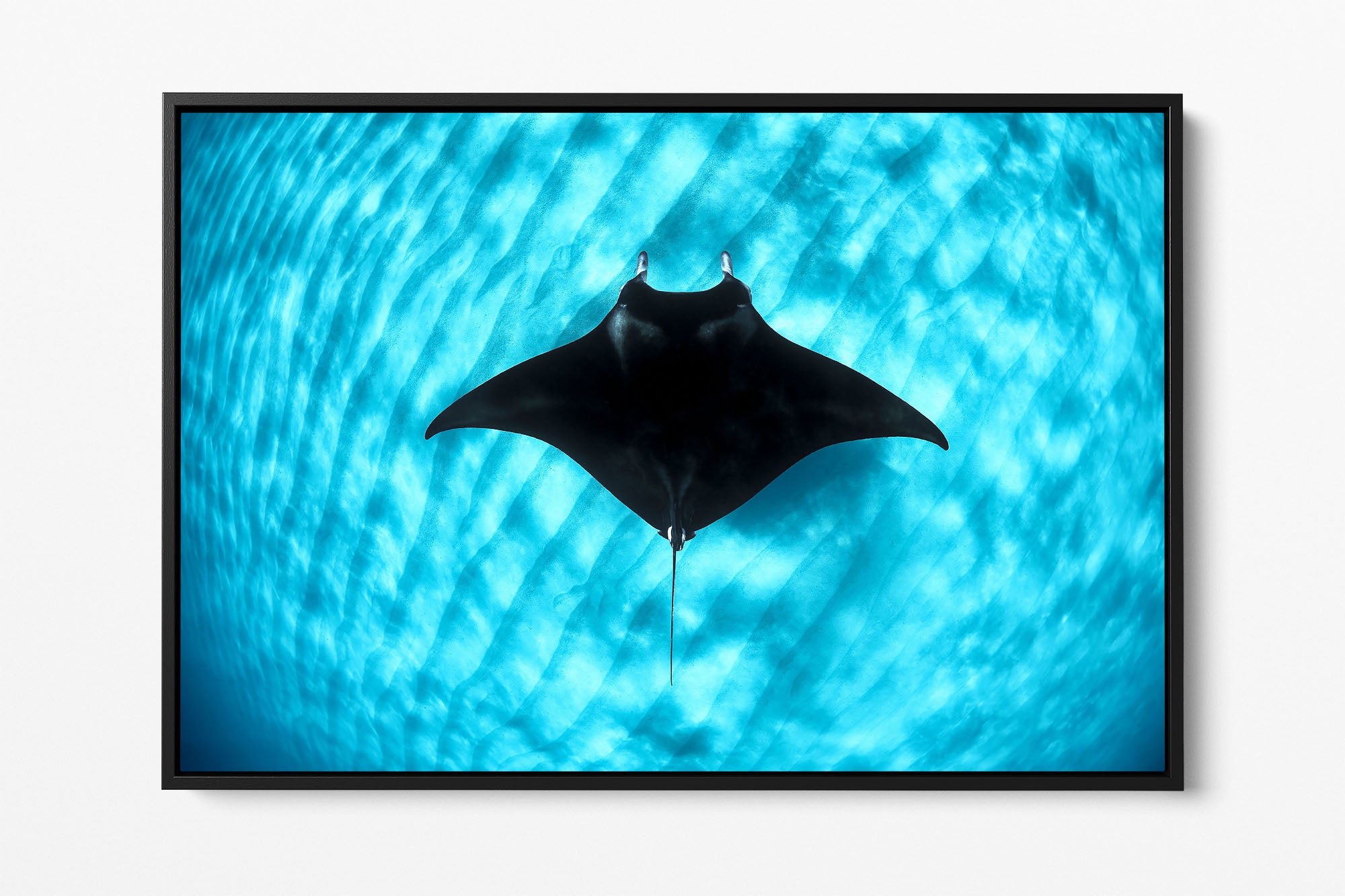 Manta Ray Coral Bay | Ningaloo Reef