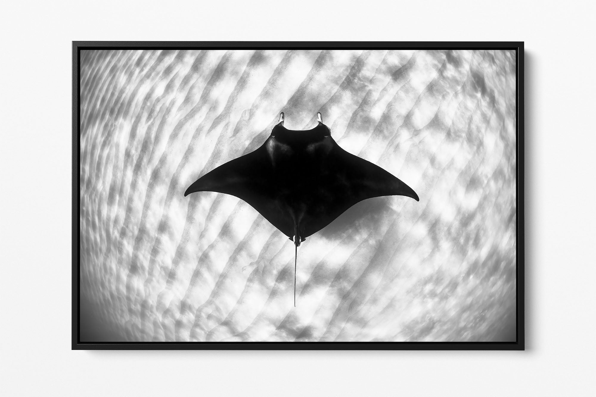 Manta Ray Coral Bay Ningaloo Reef | Monochrome