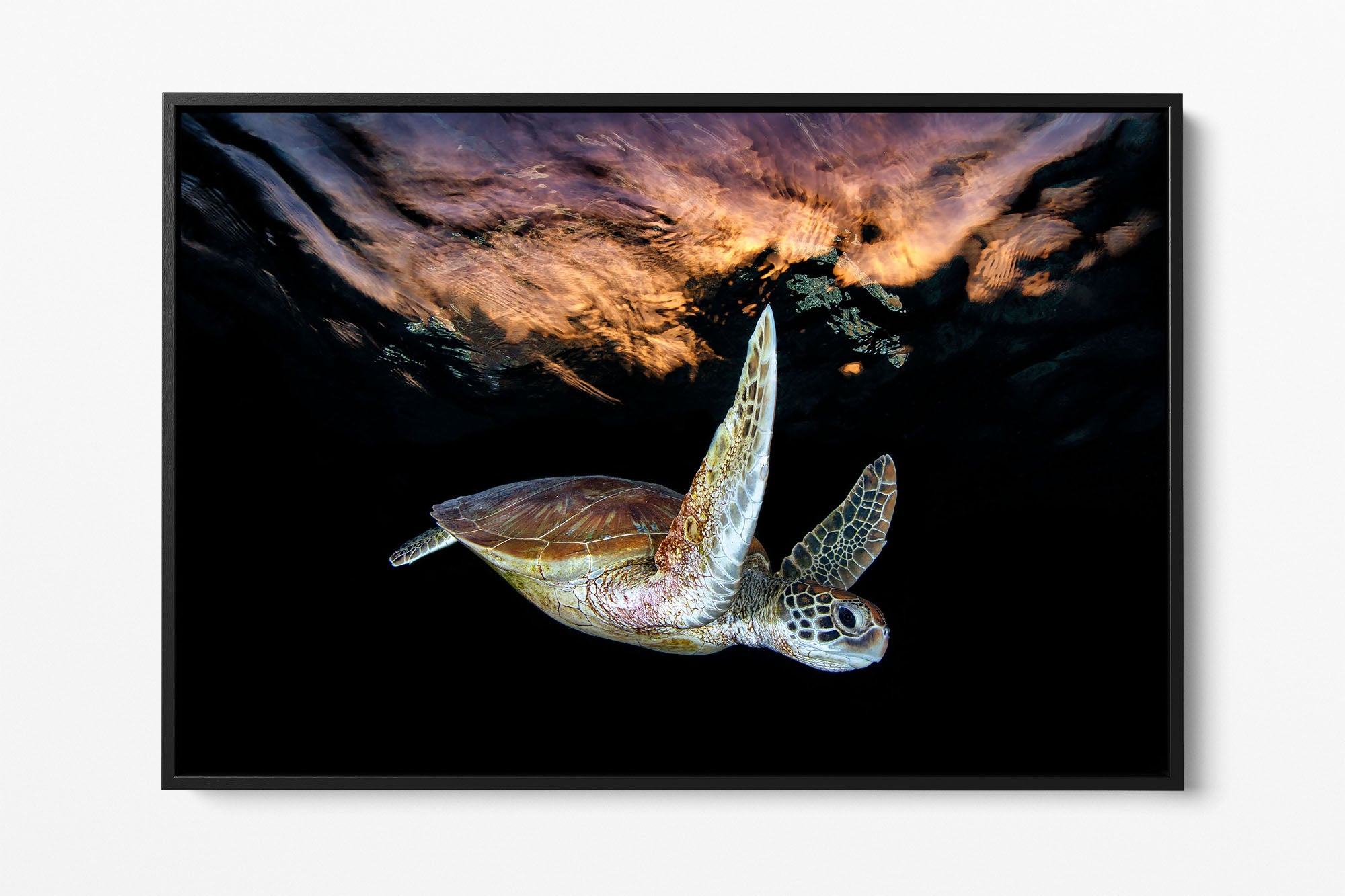 Turtle Sunset Tranquility | Great Barrier Reef