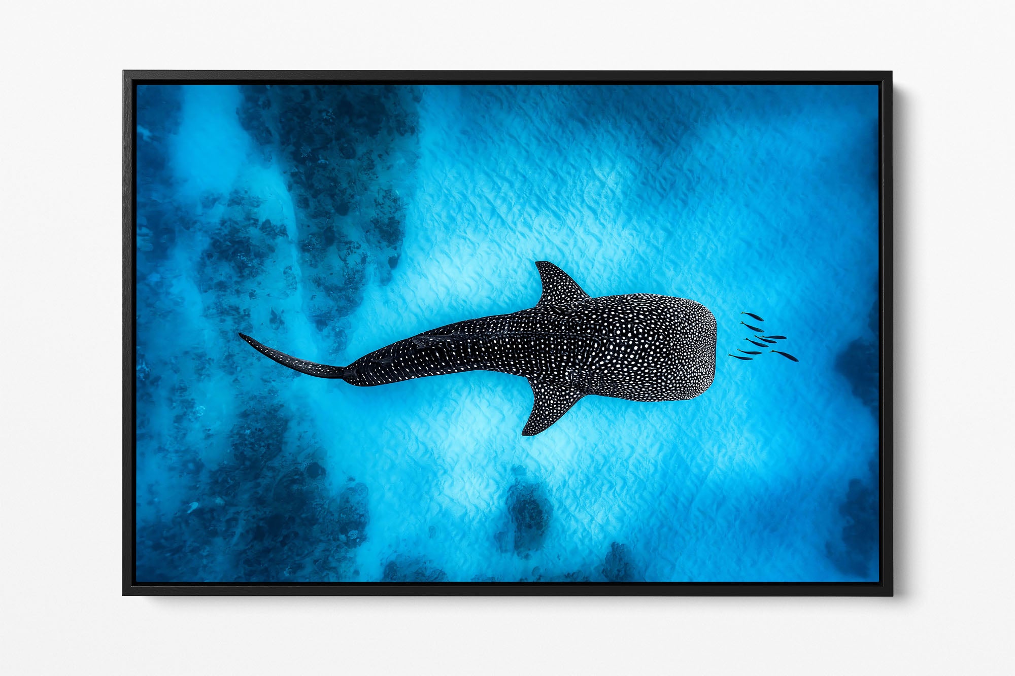 Landscape Whale Shark Dreams Ningaloo Reef