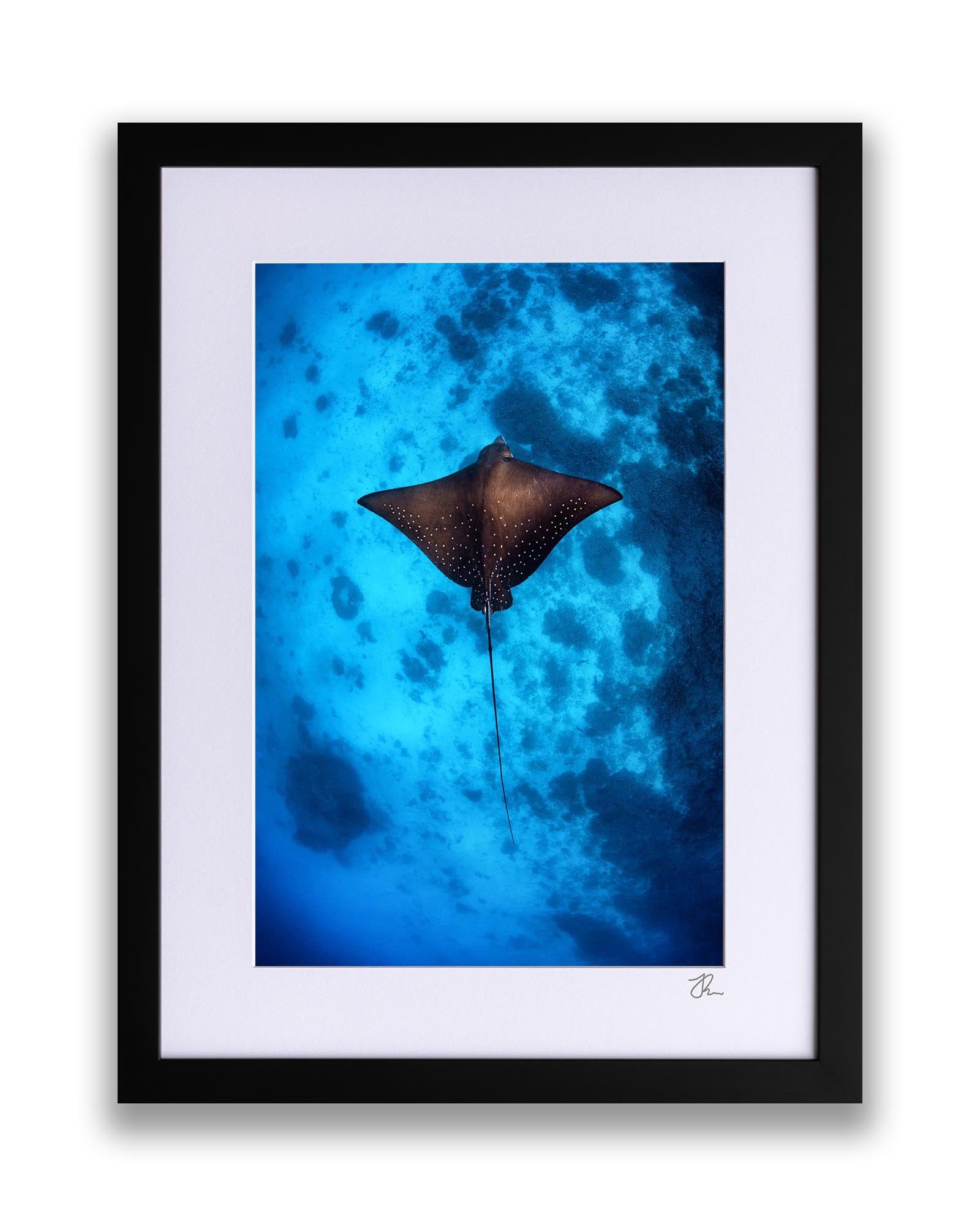 Eagle Ray | Great Barrier Reef | Vertical