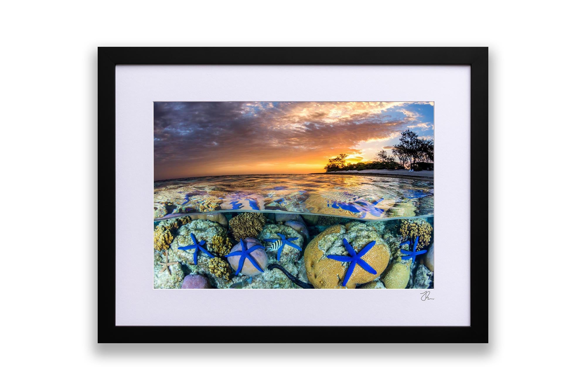 Sea Star Sunset | Great Barrier Reef