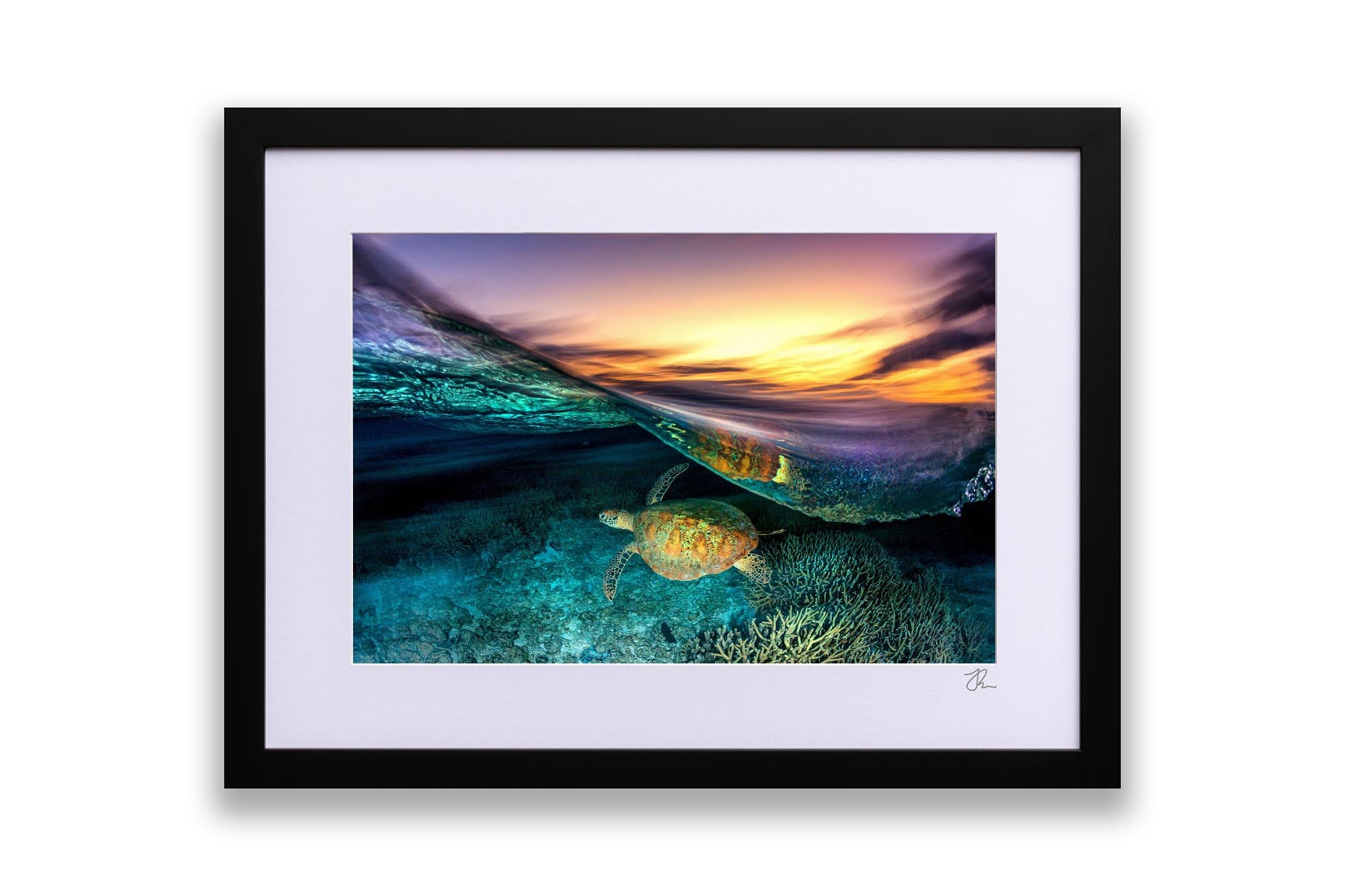 Turtle Blur | Great Barrier Reef