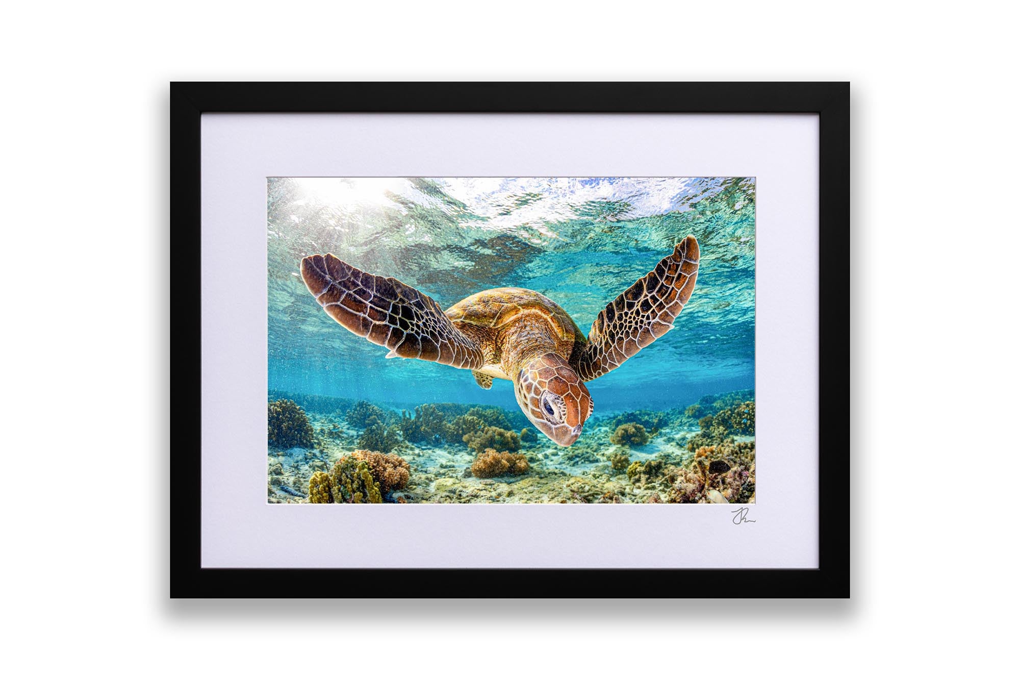 Turtle Glide | Great Barrier Reef