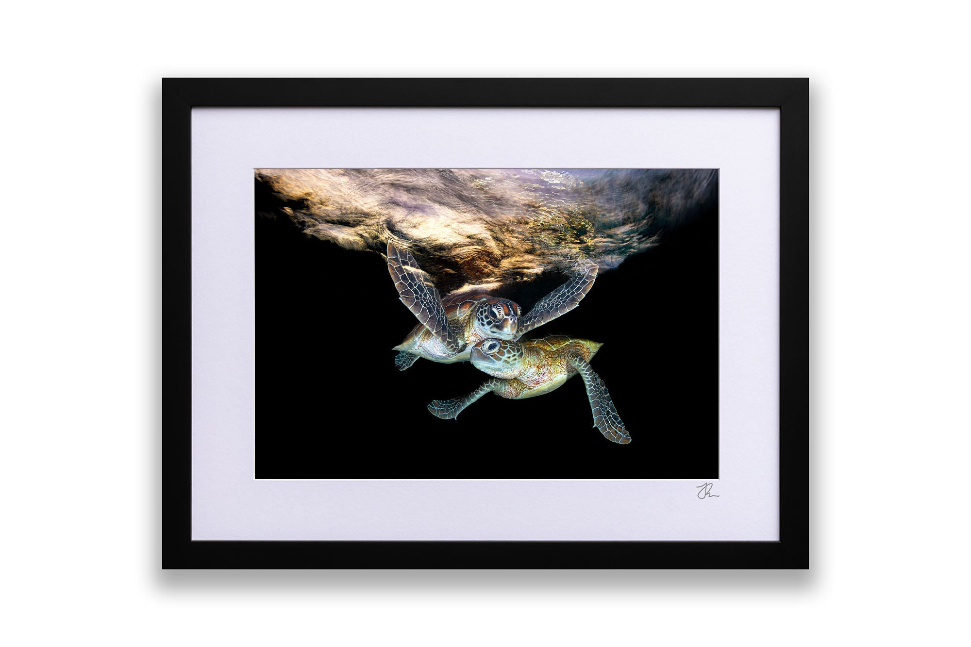 Double Trouble | Great Barrier Reef