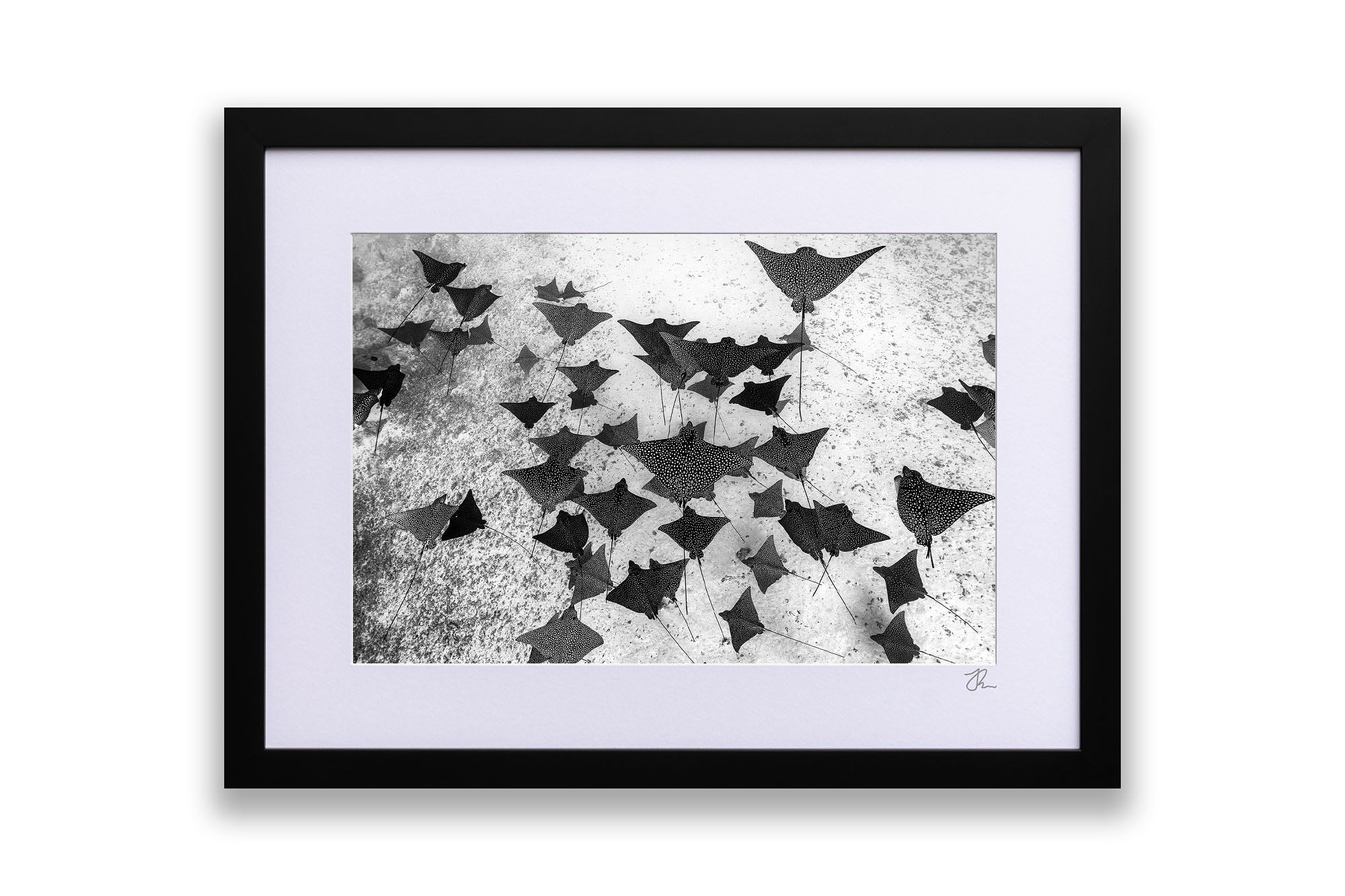 Spotted Eagle Ray Fever Monochrome