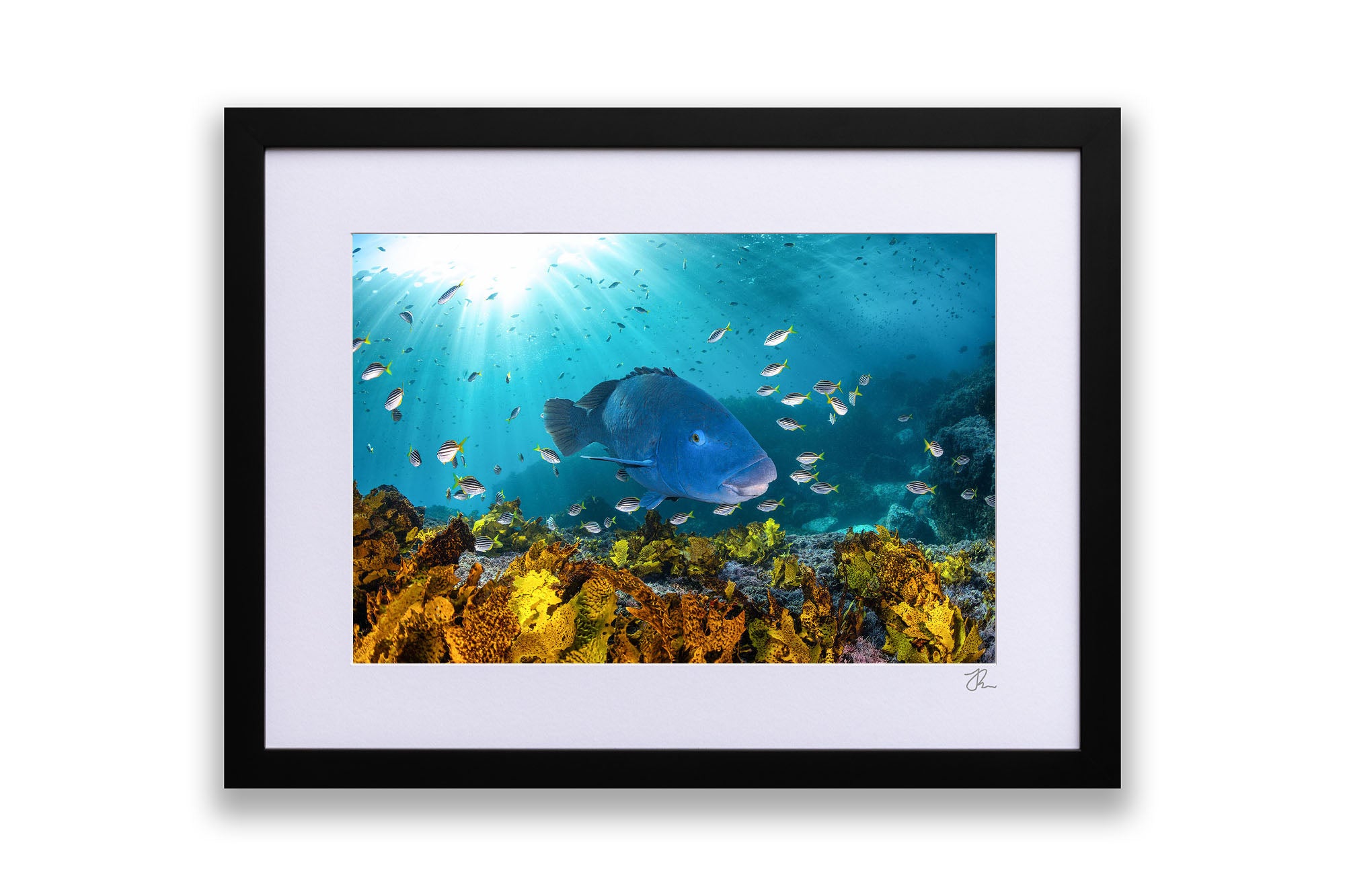 Blue Groper | Great Southern Reef | Jervis Bay