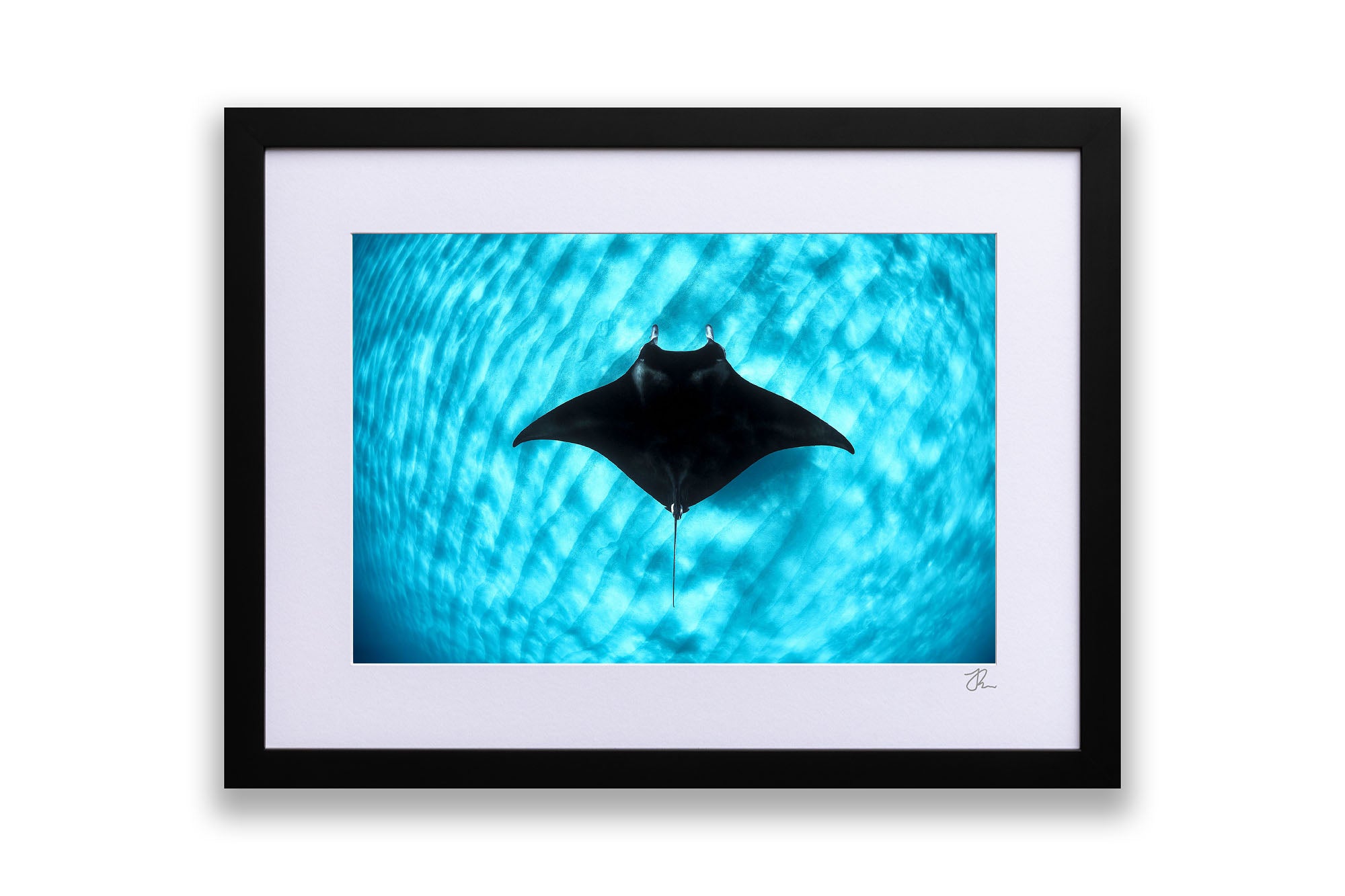 Manta Ray Coral Bay | Ningaloo Reef