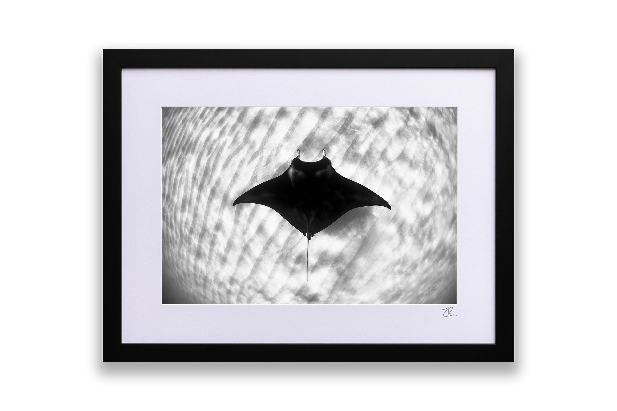 Manta Ray Coral Bay Ningaloo Reef | Monochrome