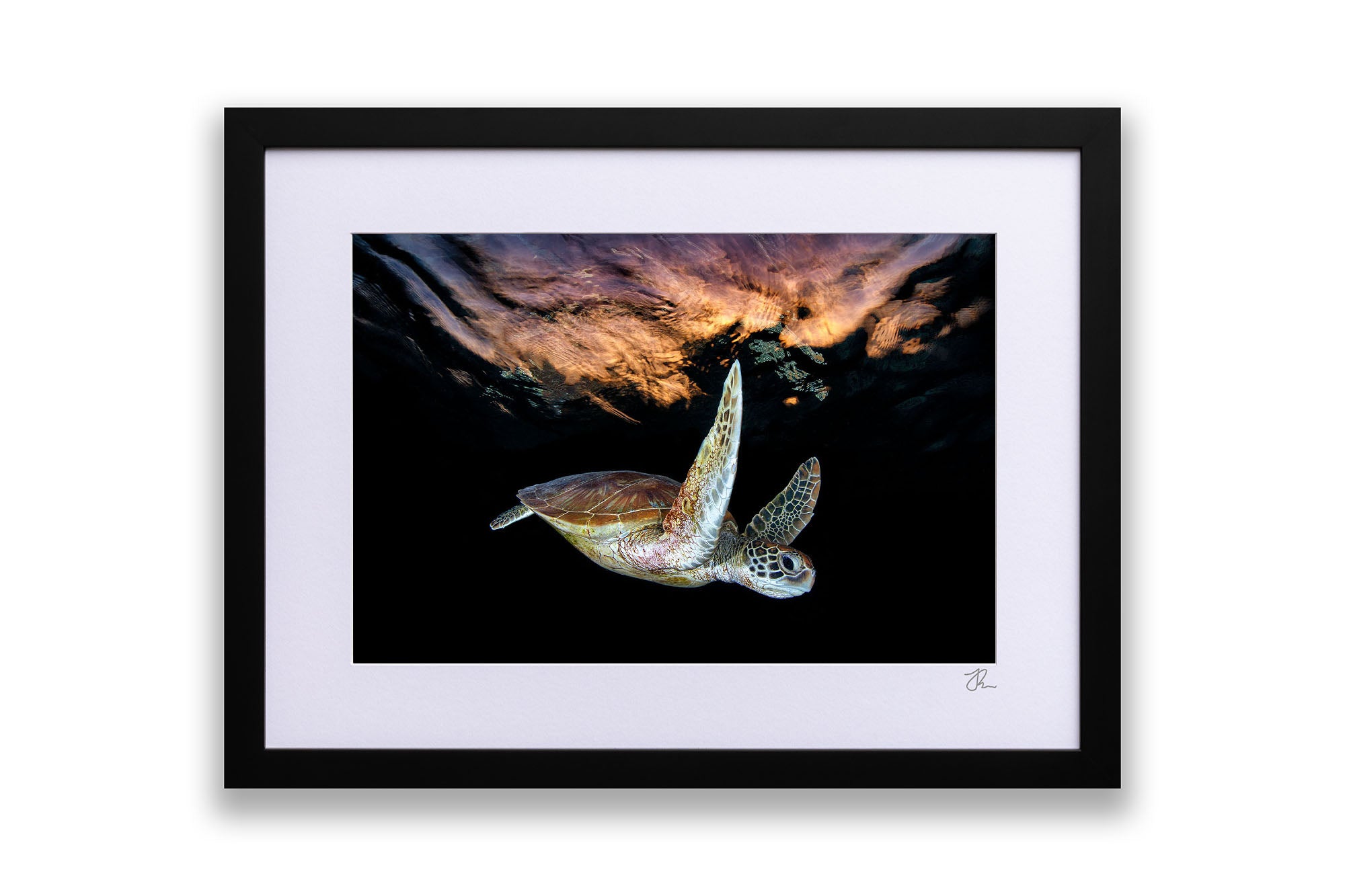 Turtle Sunset Tranquility | Great Barrier Reef