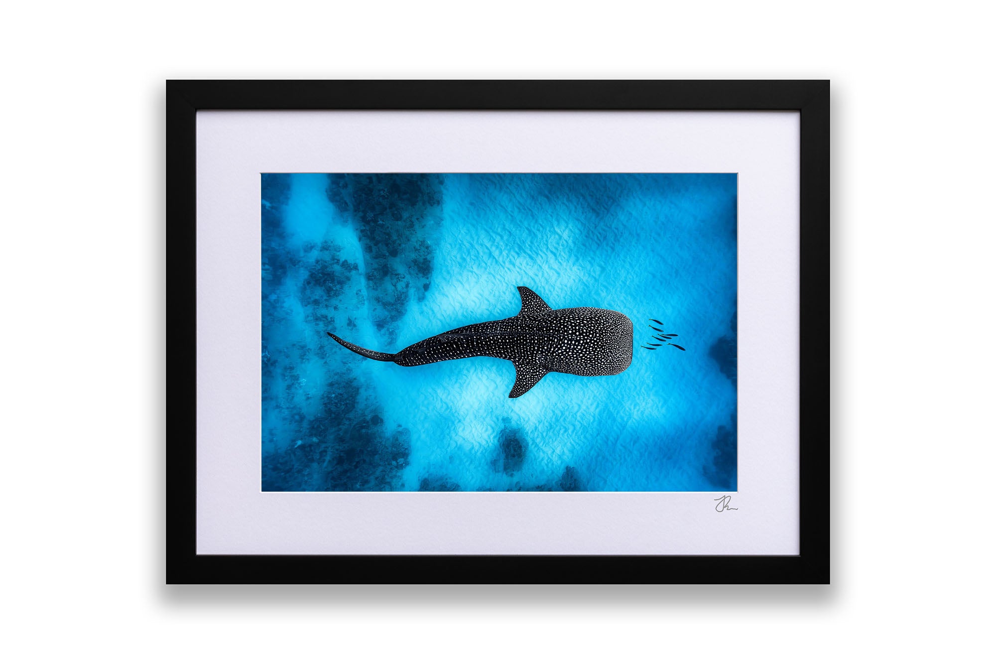 Landscape Whale Shark Dreams Ningaloo Reef