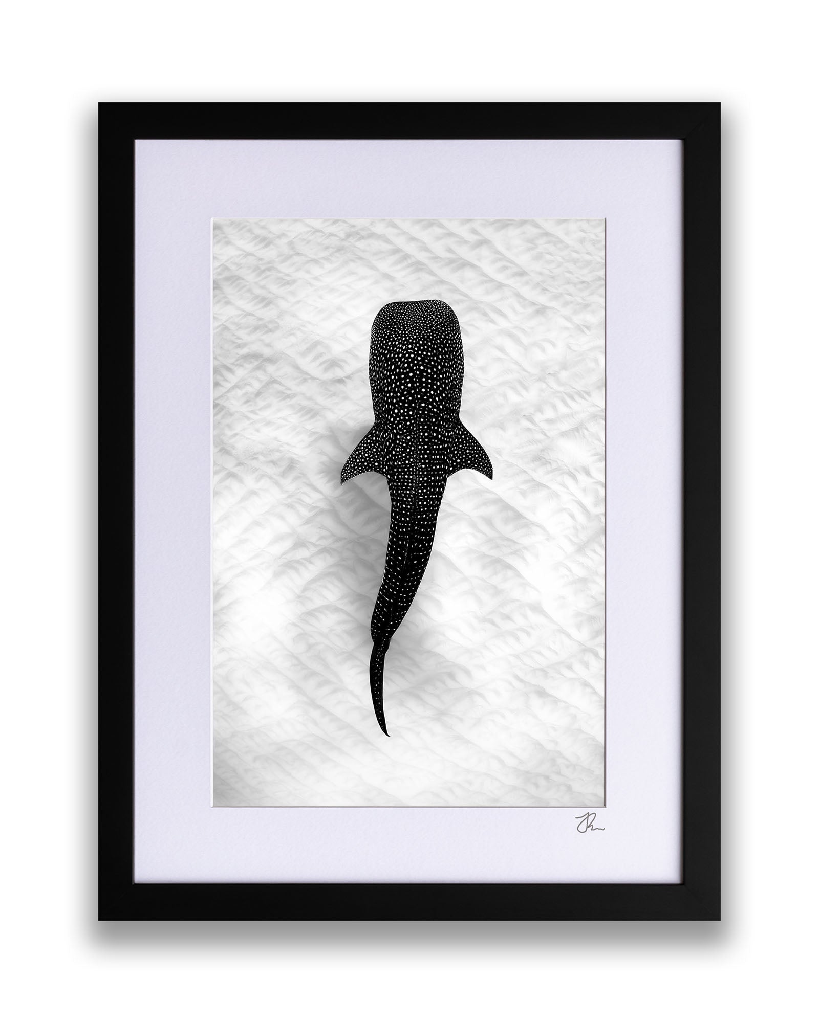 Whale Shark on the Sand Ningaloo Reef | Monochrome