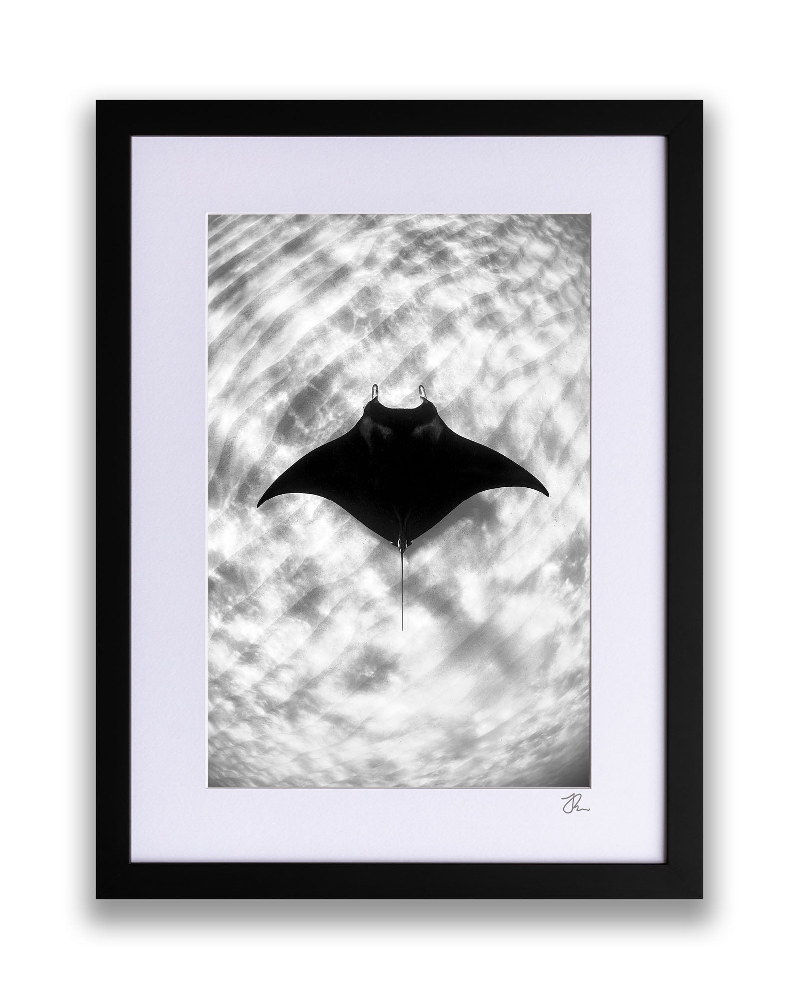 Manta Ray Vertical Monochrome | Ningaloo Reef