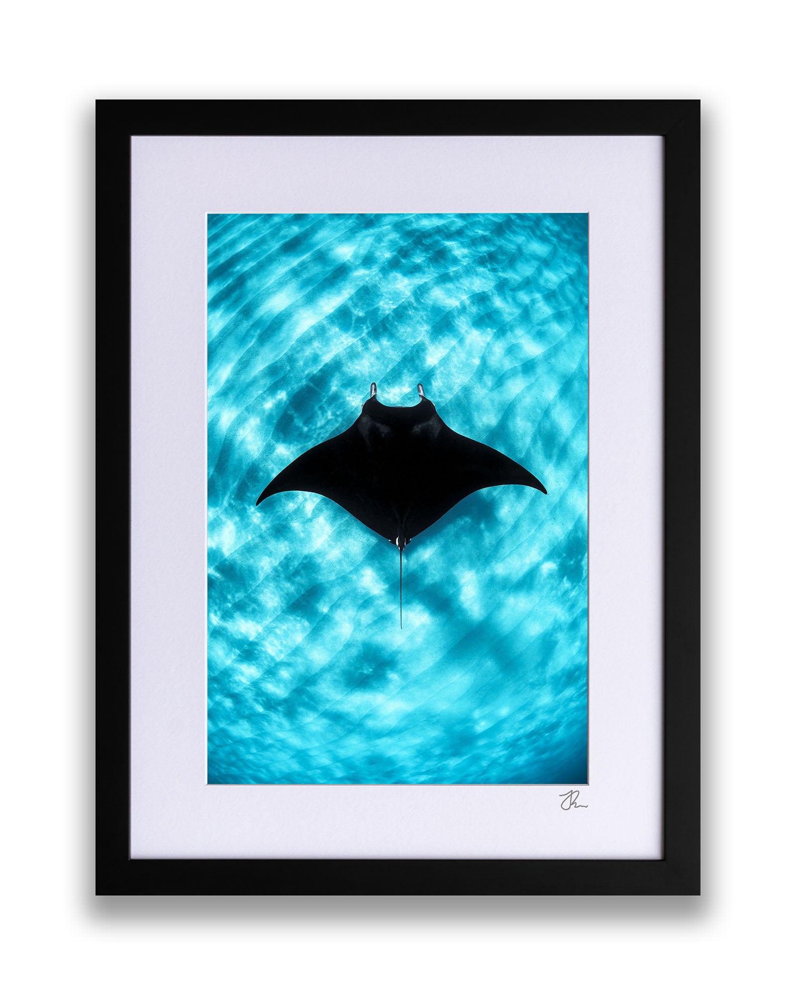 Manta Ray Vertical | Coral Bay Ningaloo Reef