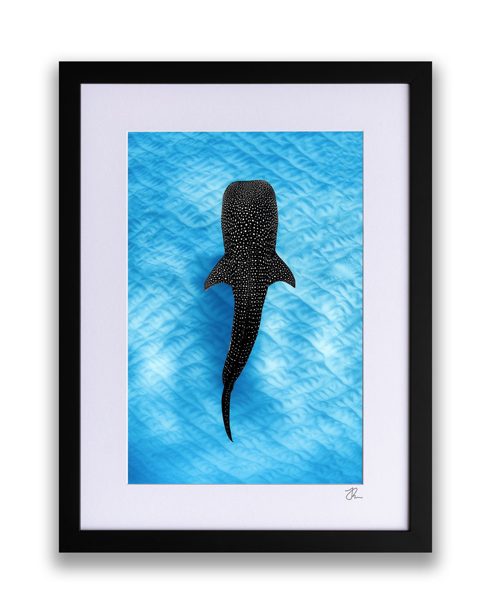 Whale Shark Blues | Ningaloo Reef