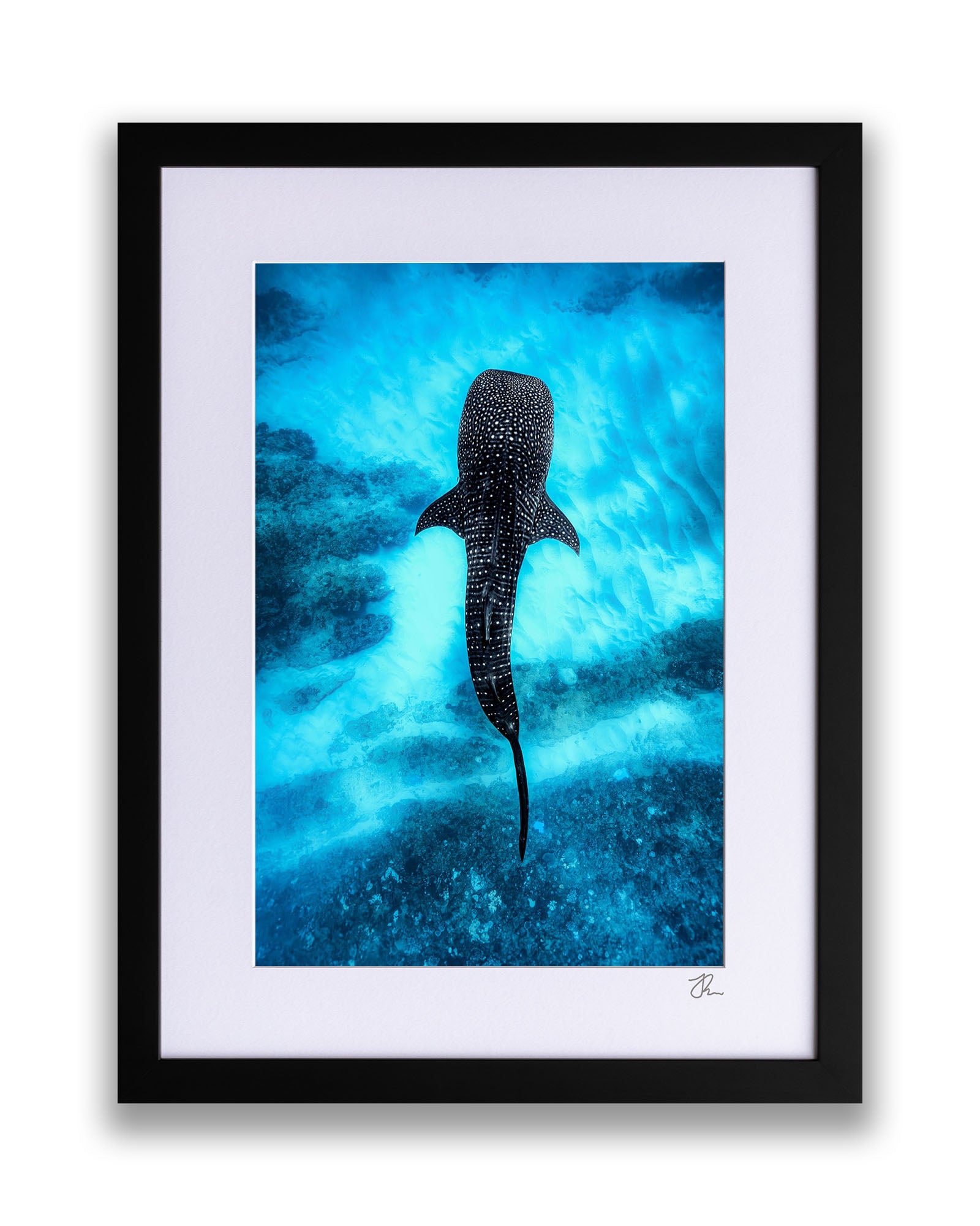 Whale Shark Over The Reef | Ningaloo Reef