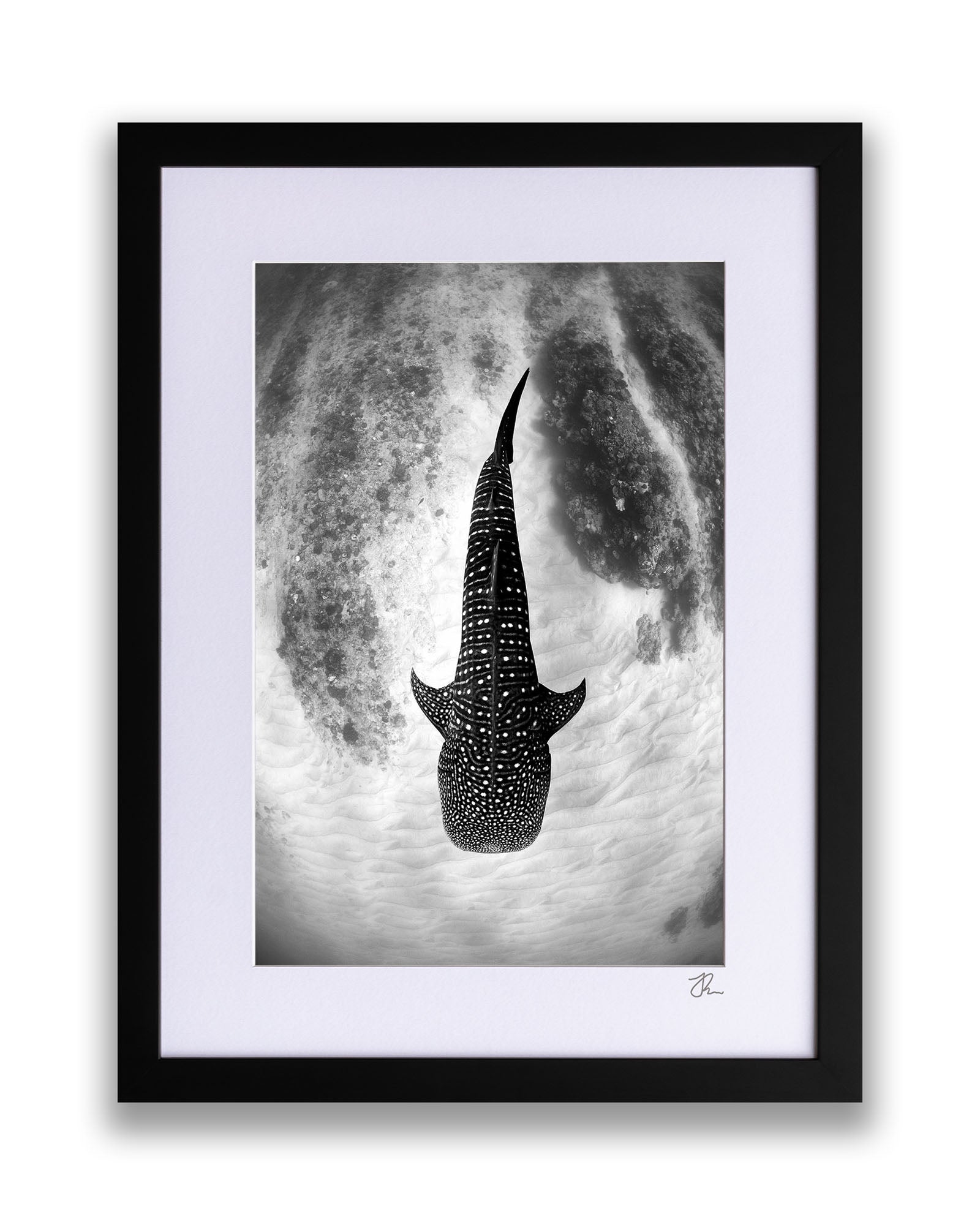 Whale Shark Glide Monochrome | Ningaloo Reef