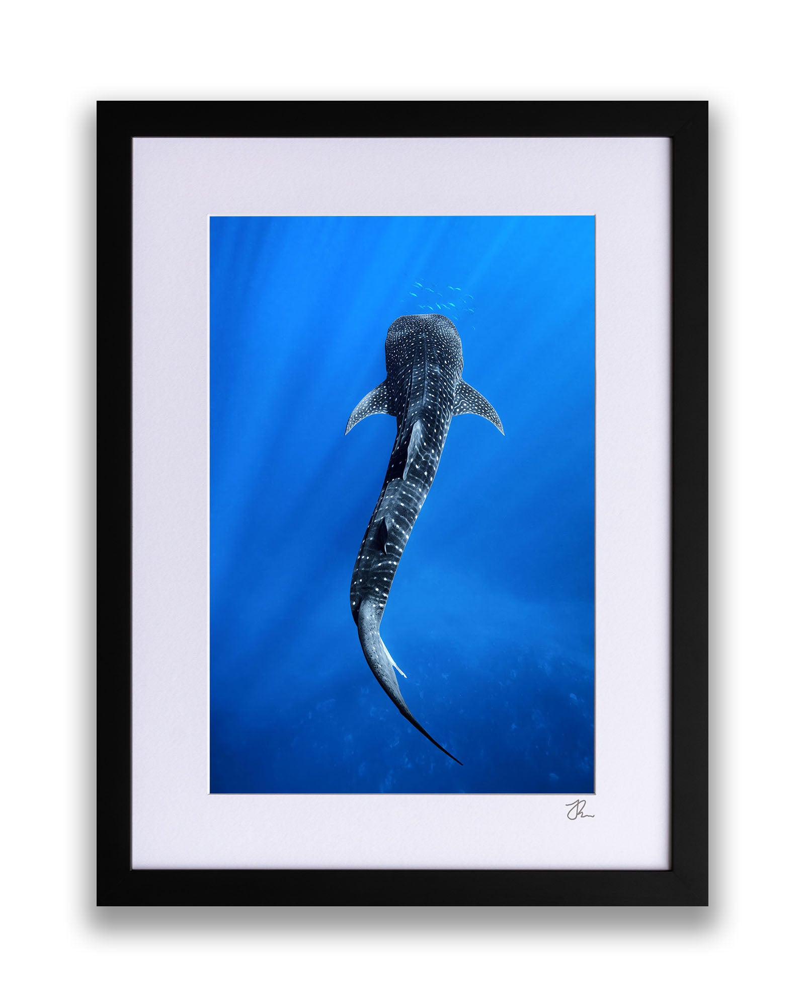 Into The Blue Whale Shark | Ningaloo Reef