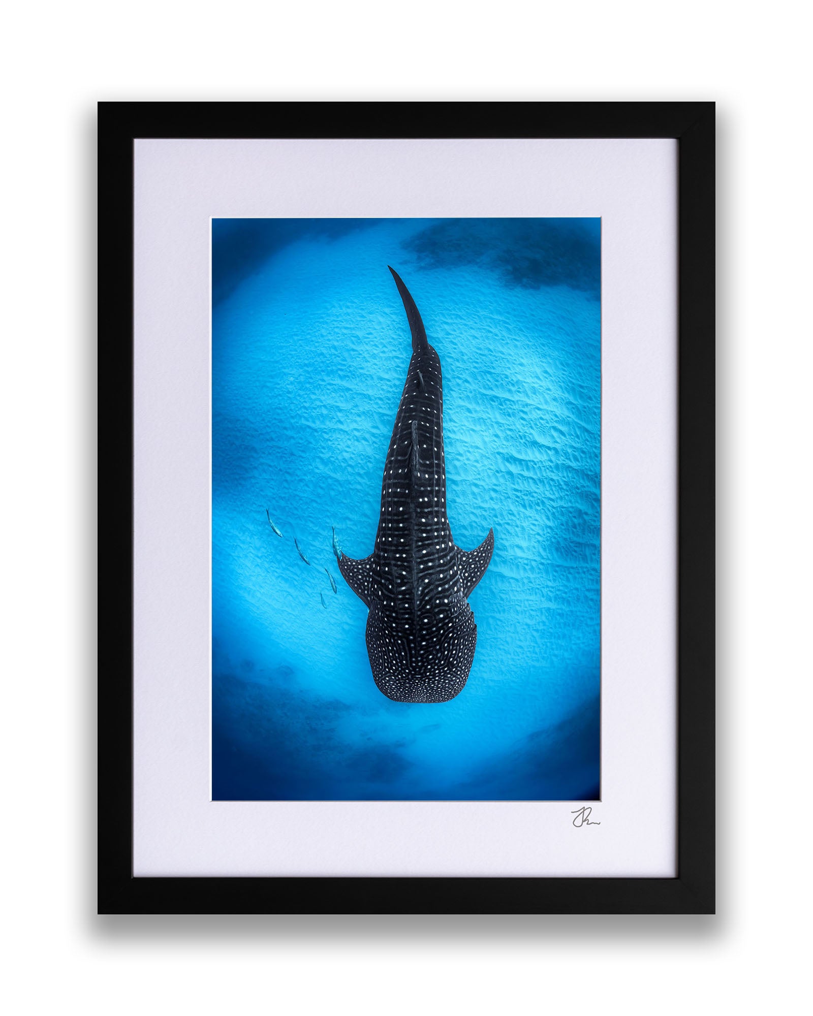 Ningaloo Reef Gentle Giants | Vertical
