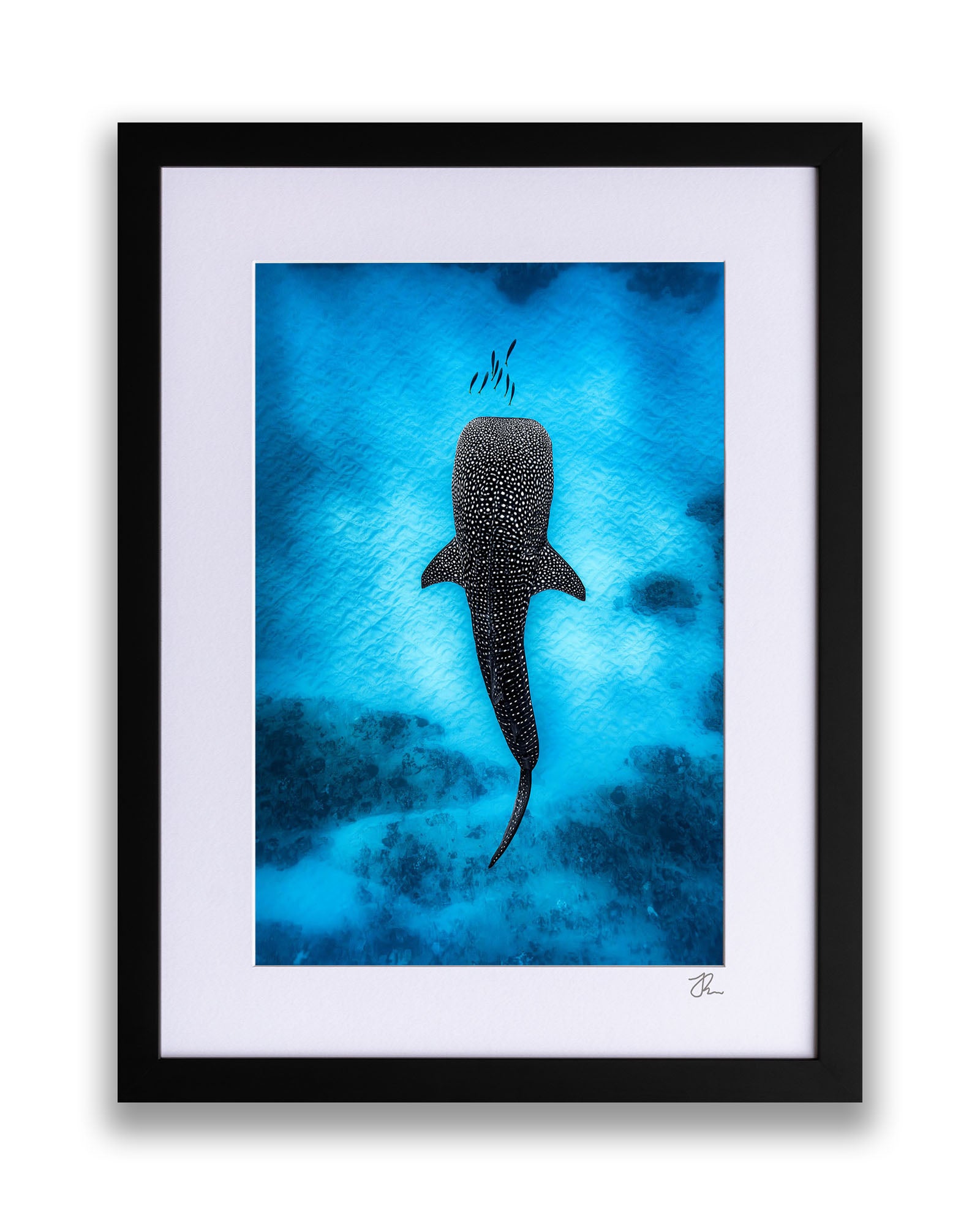 Whale Shark Dreams | Ningaloo Reef