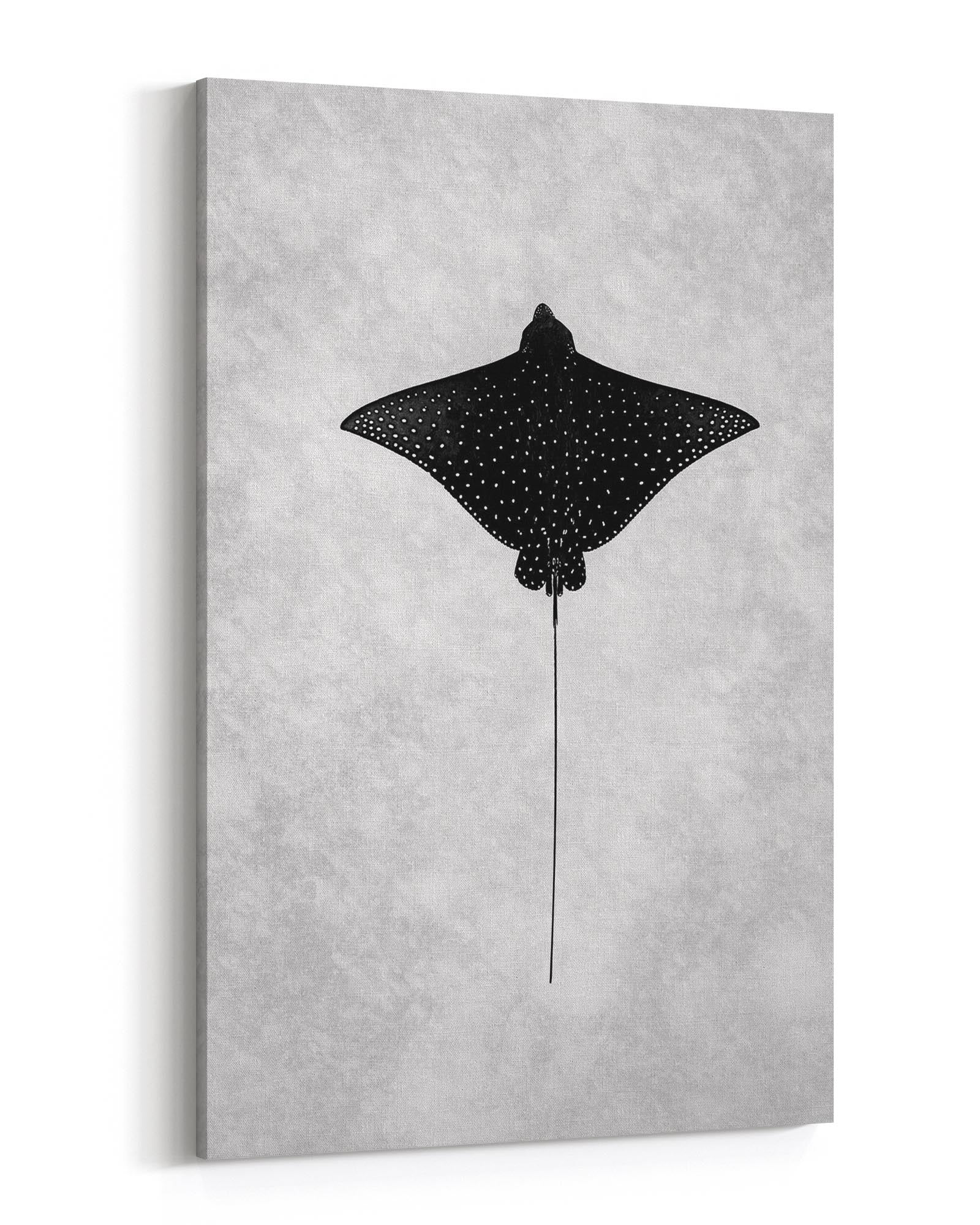 Eagle Ray Great Barrier Reef Monochrome