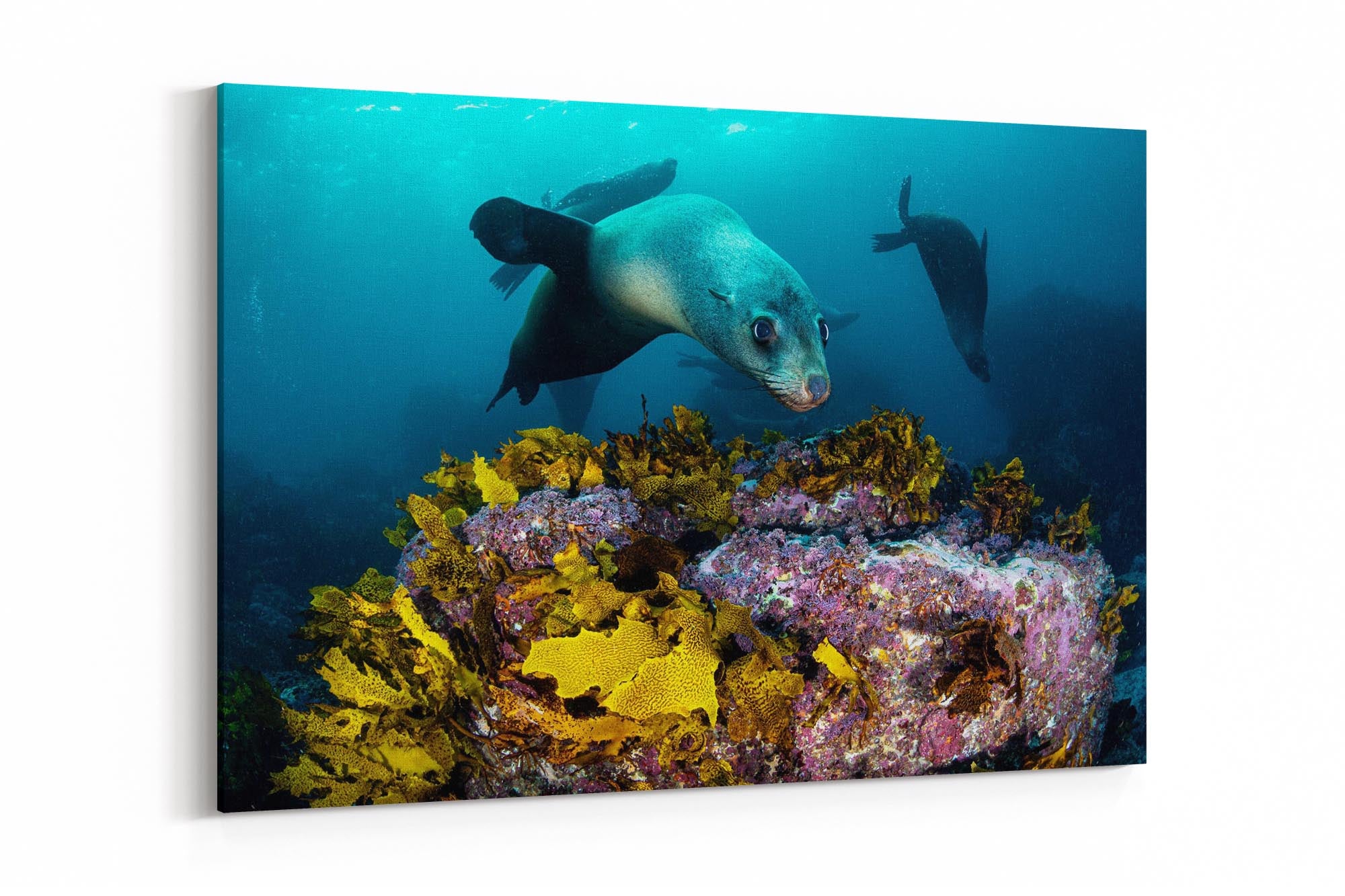 Friendly Fur Seals | Jervis Bay