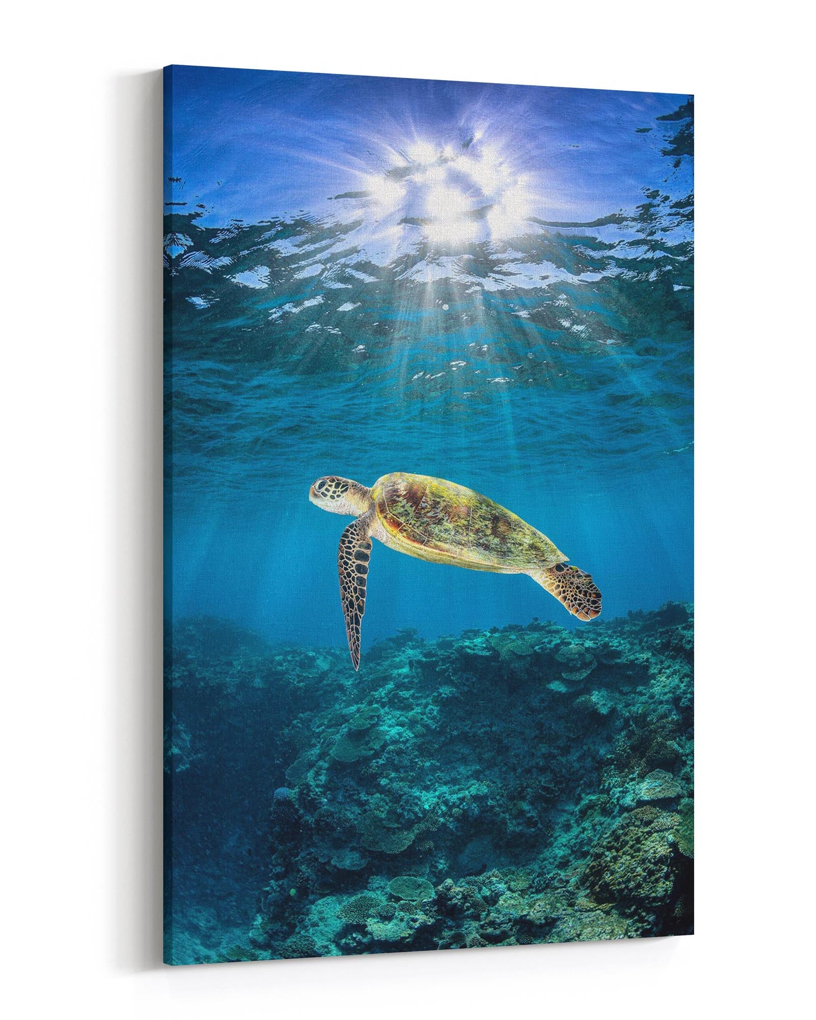 Rise to The Light Turtle | Vertical