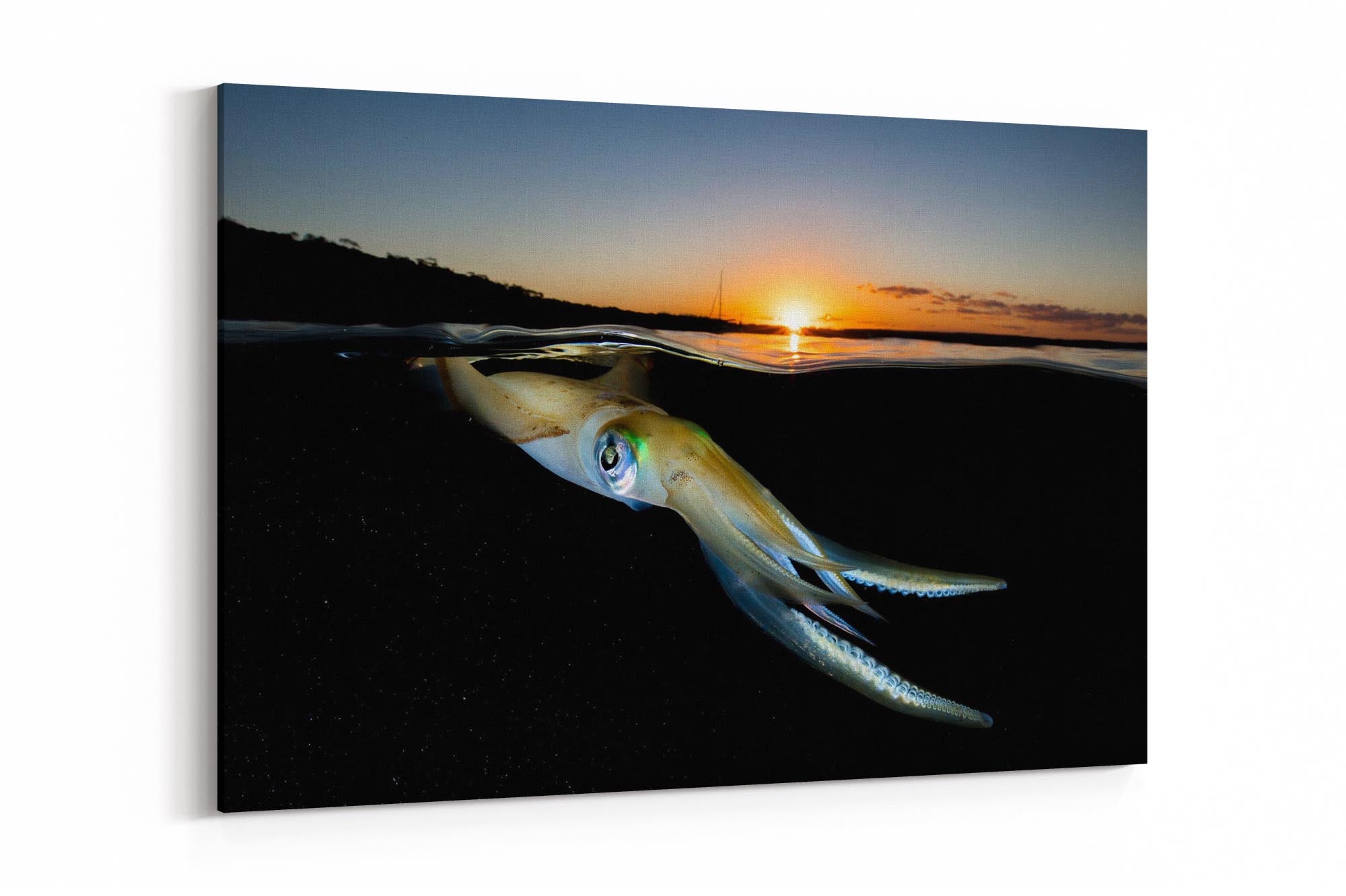Squid Sunset | Jervis Bay