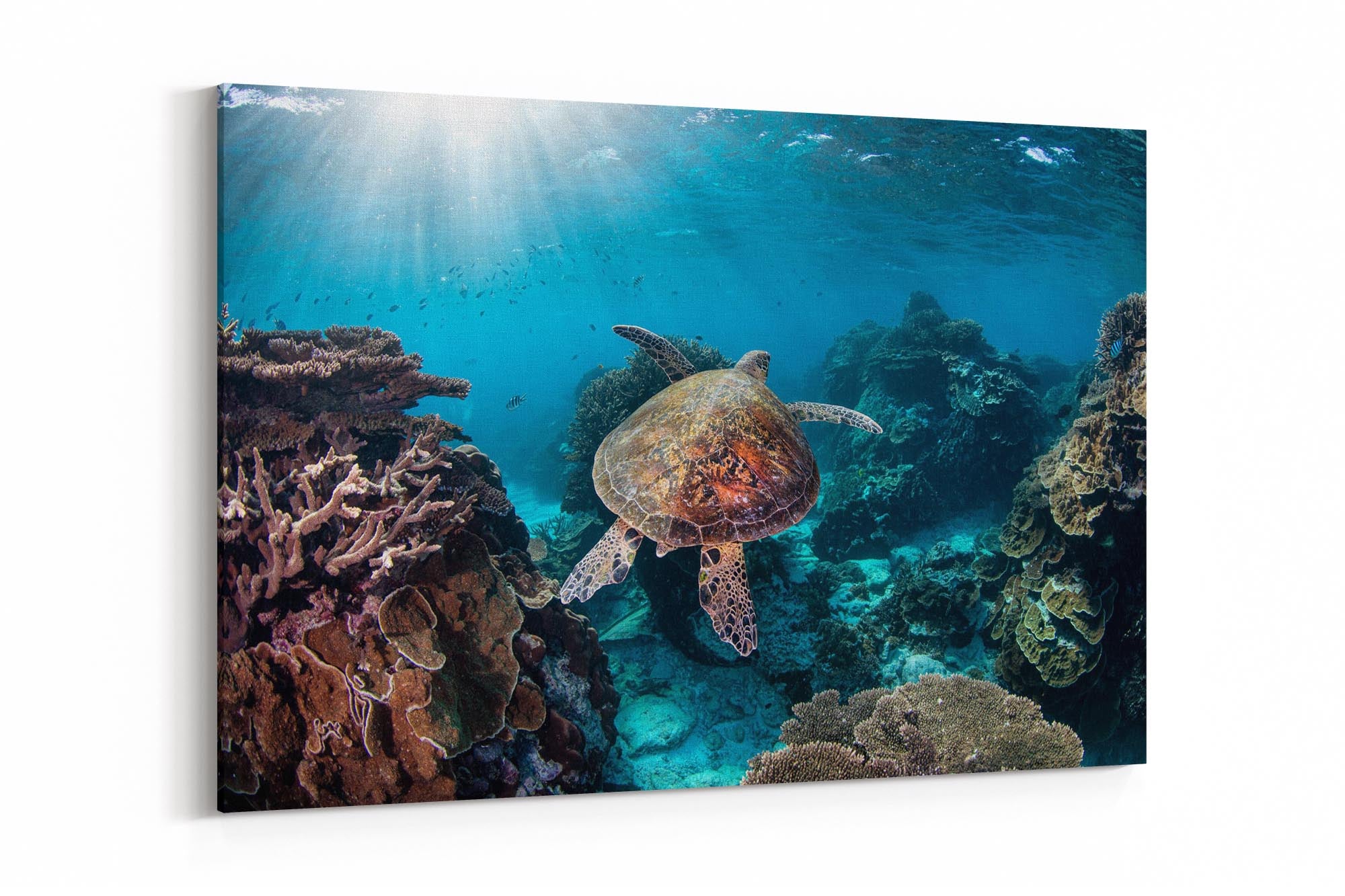 The Turtle Guide | Great Barrier Reef
