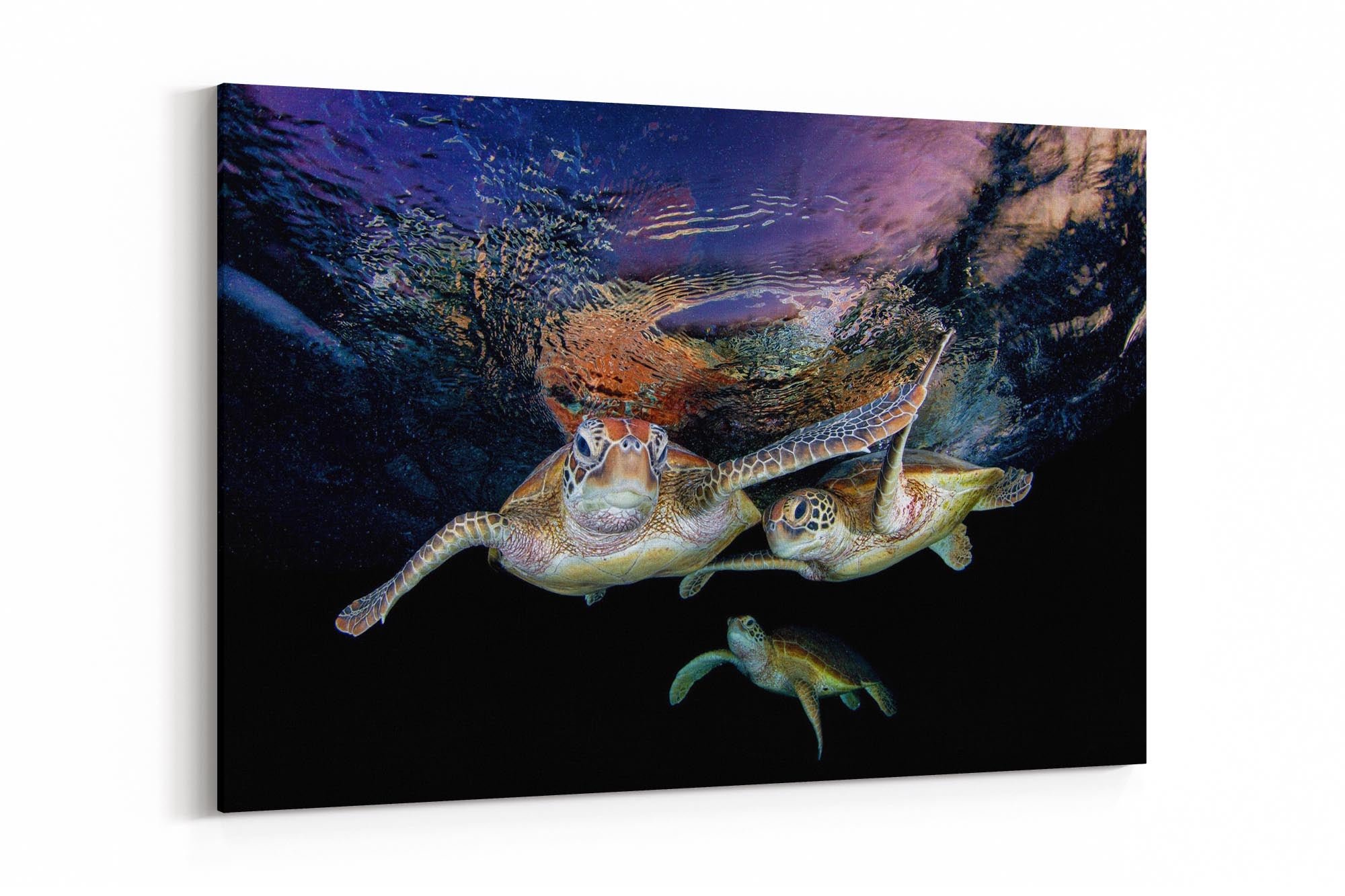 Turtle Trio | Great Barrier Reef