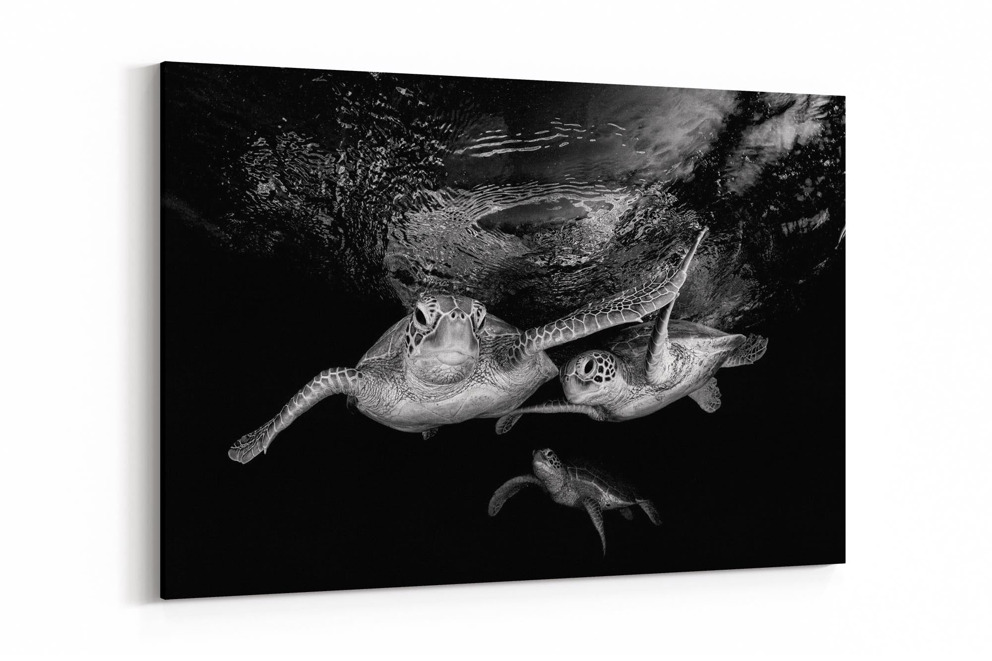 Turtle Trio | Monochrome