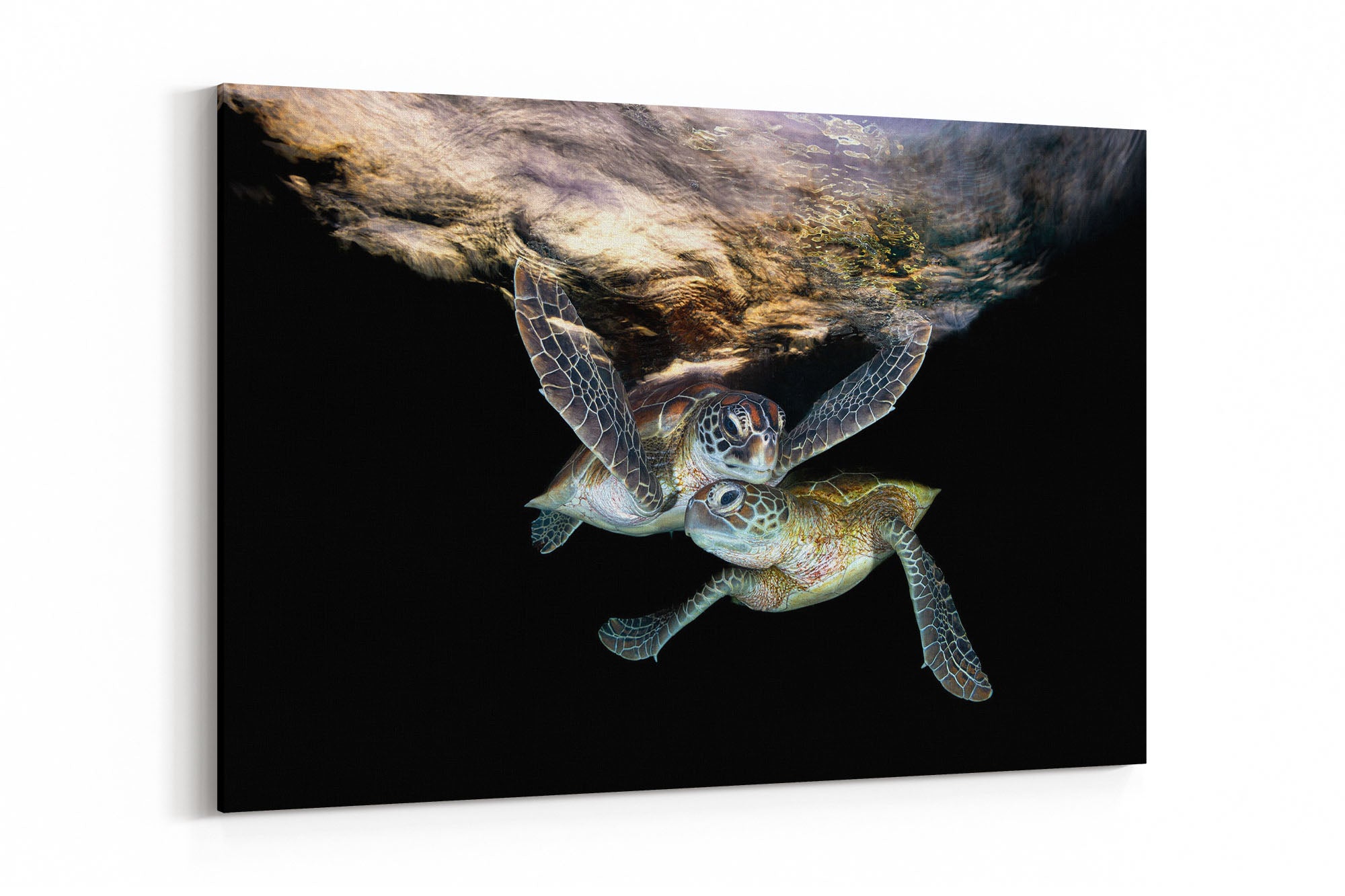 Double Trouble | Great Barrier Reef