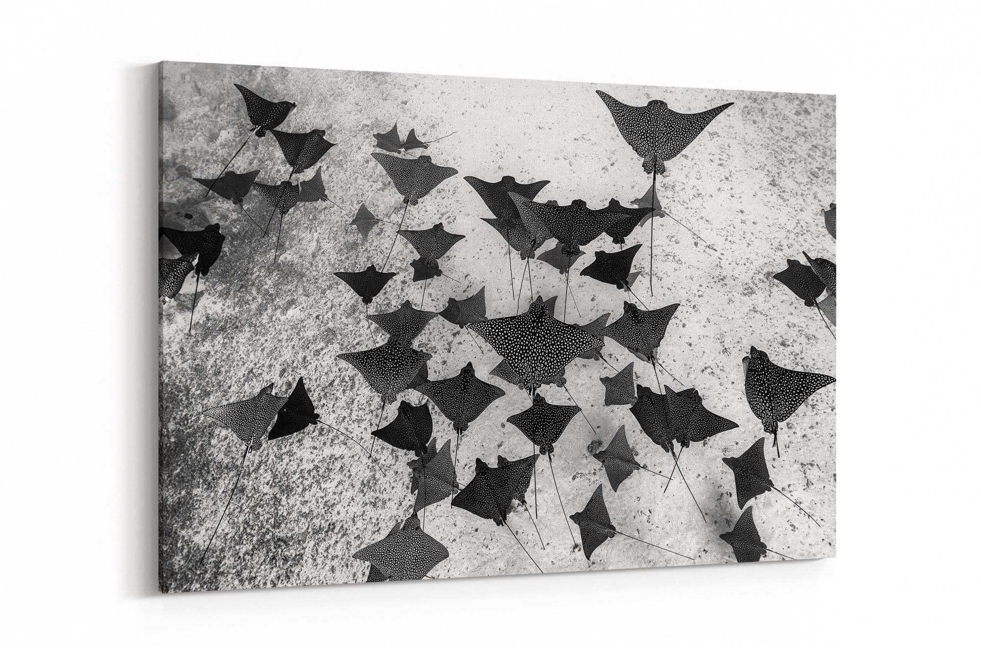 Spotted Eagle Ray Fever Monochrome
