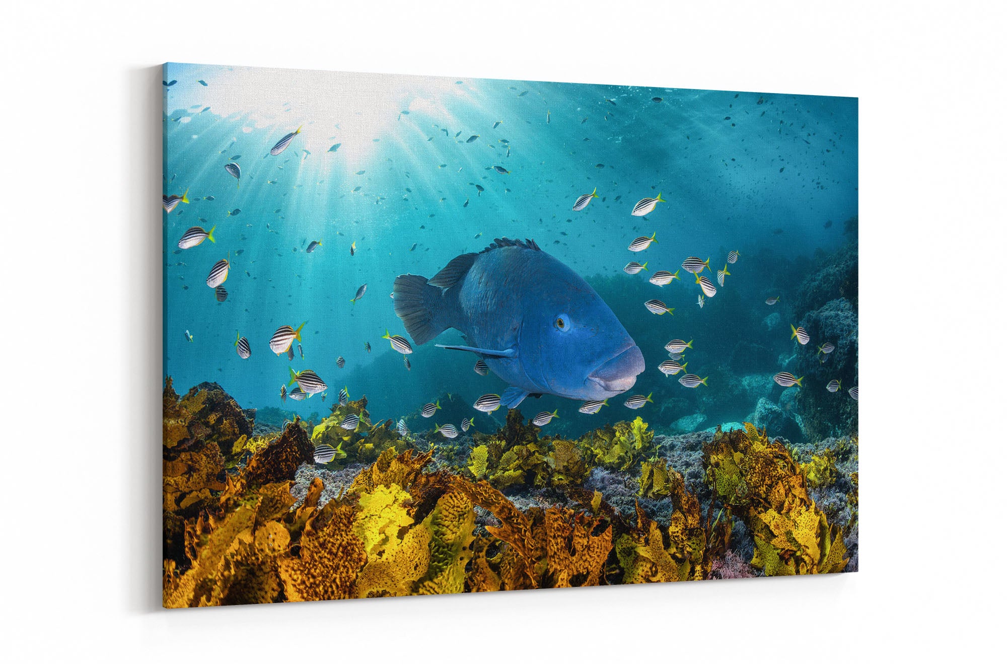 Blue Groper | Great Southern Reef | Jervis Bay