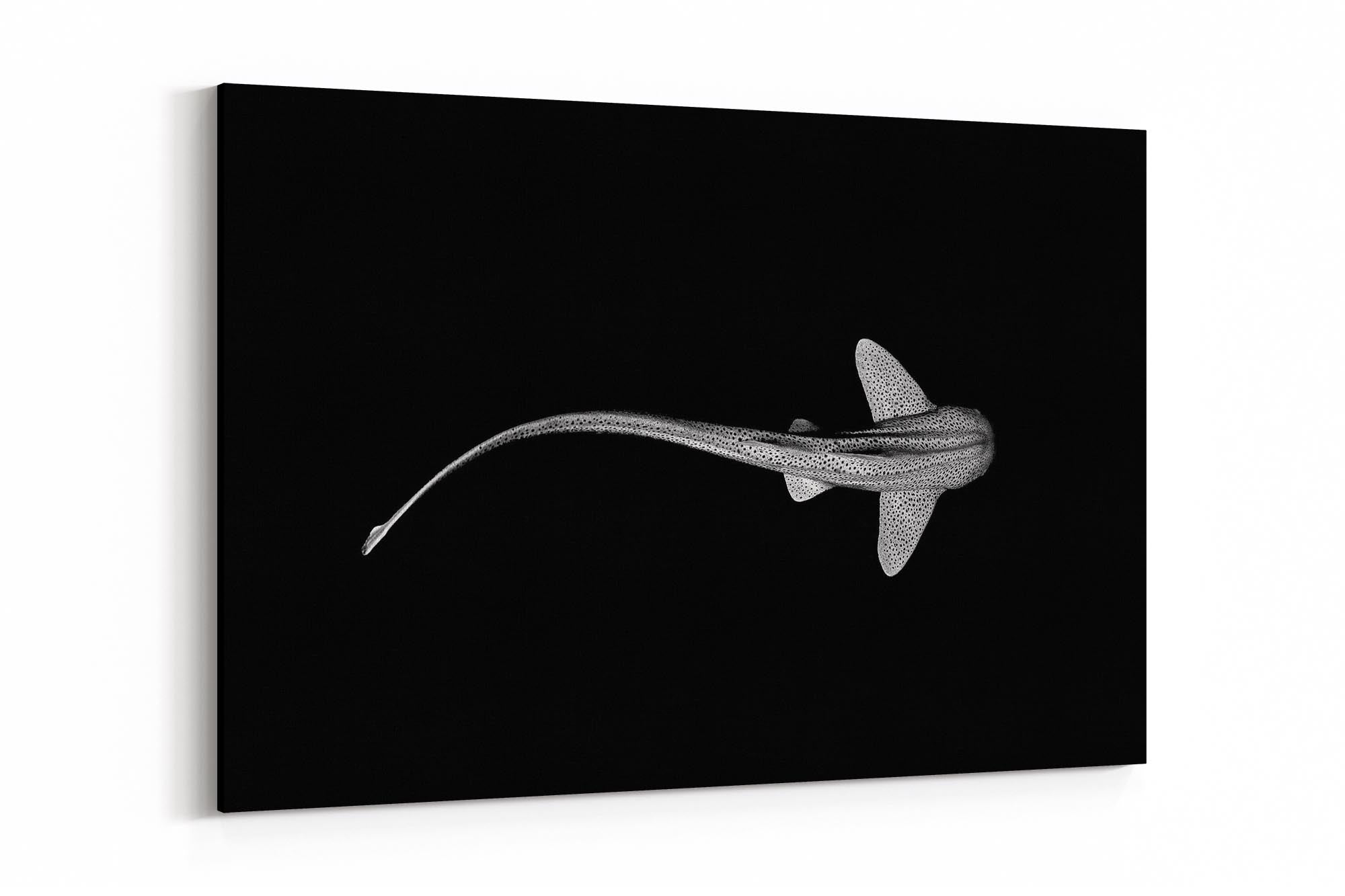 Leopard Shark Ningaloo Reef | Monochrome