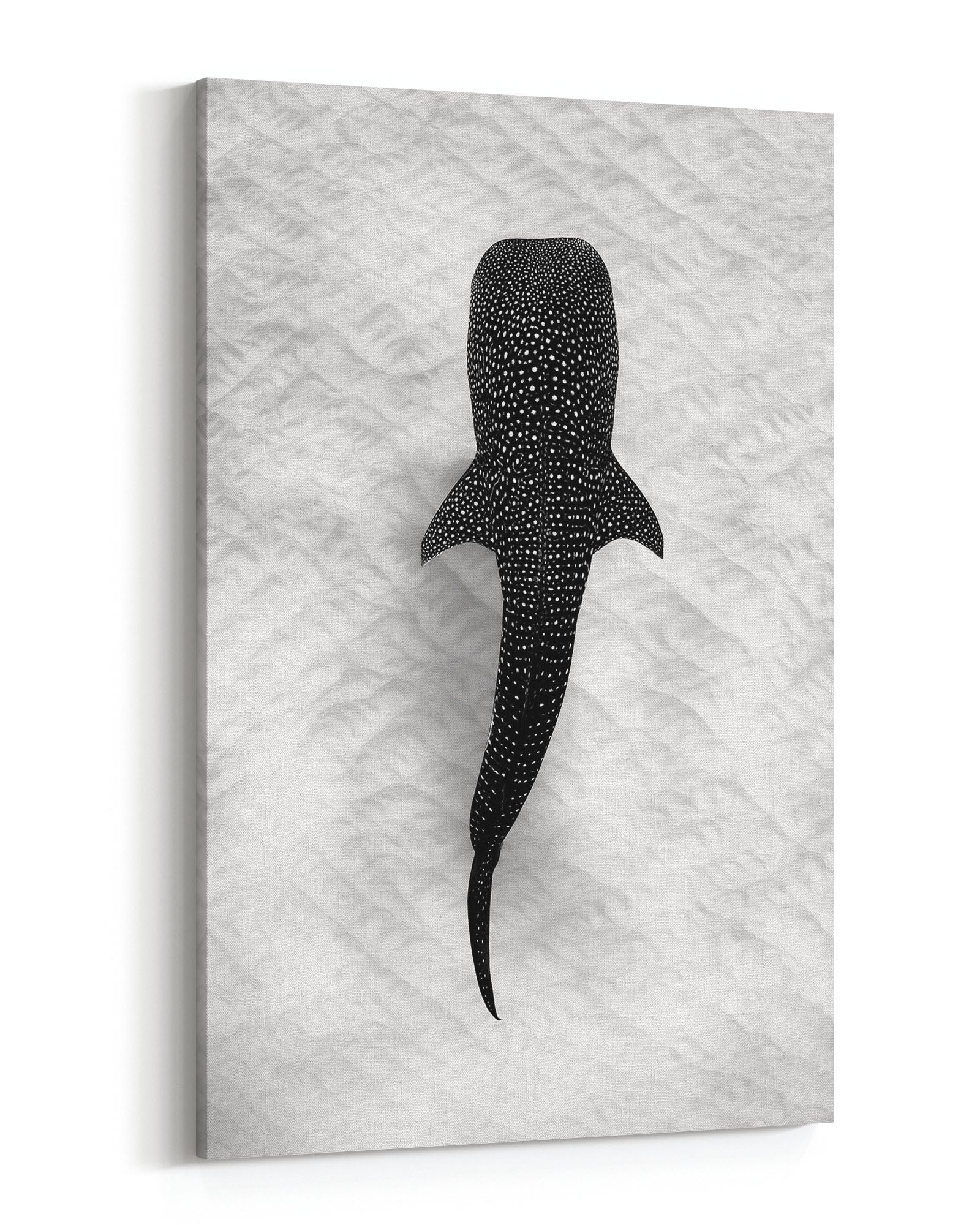 Whale Shark on the Sand Ningaloo Reef | Monochrome