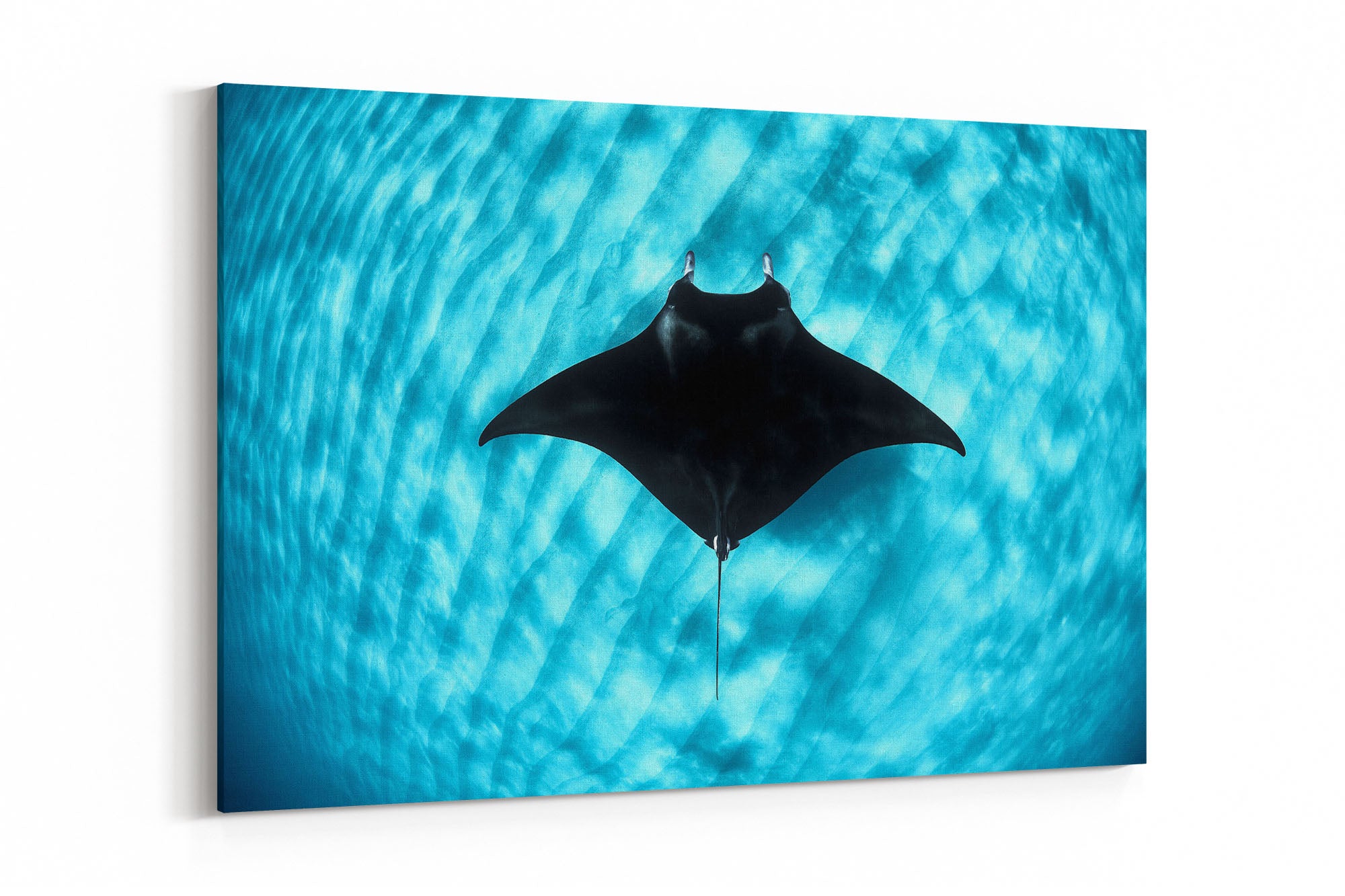 Manta Ray Coral Bay | Ningaloo Reef