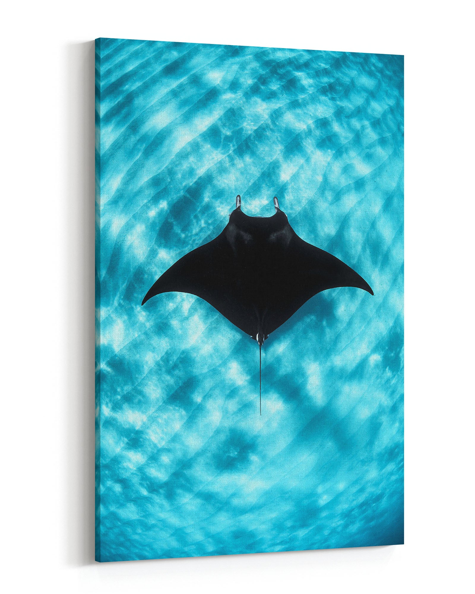 Manta Ray Vertical | Coral Bay Ningaloo Reef